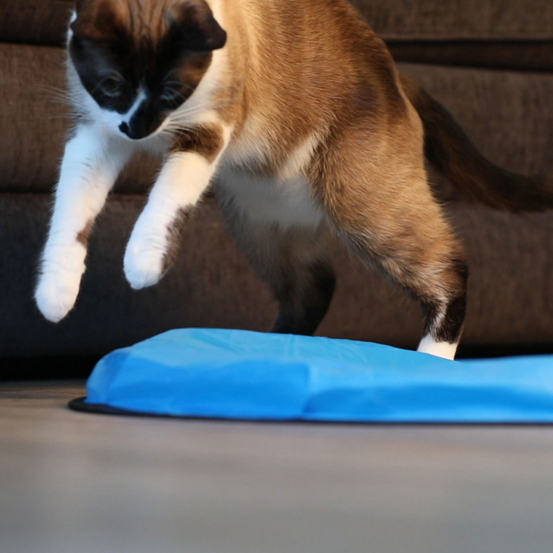 Katze springt auf Mouse in a pouch