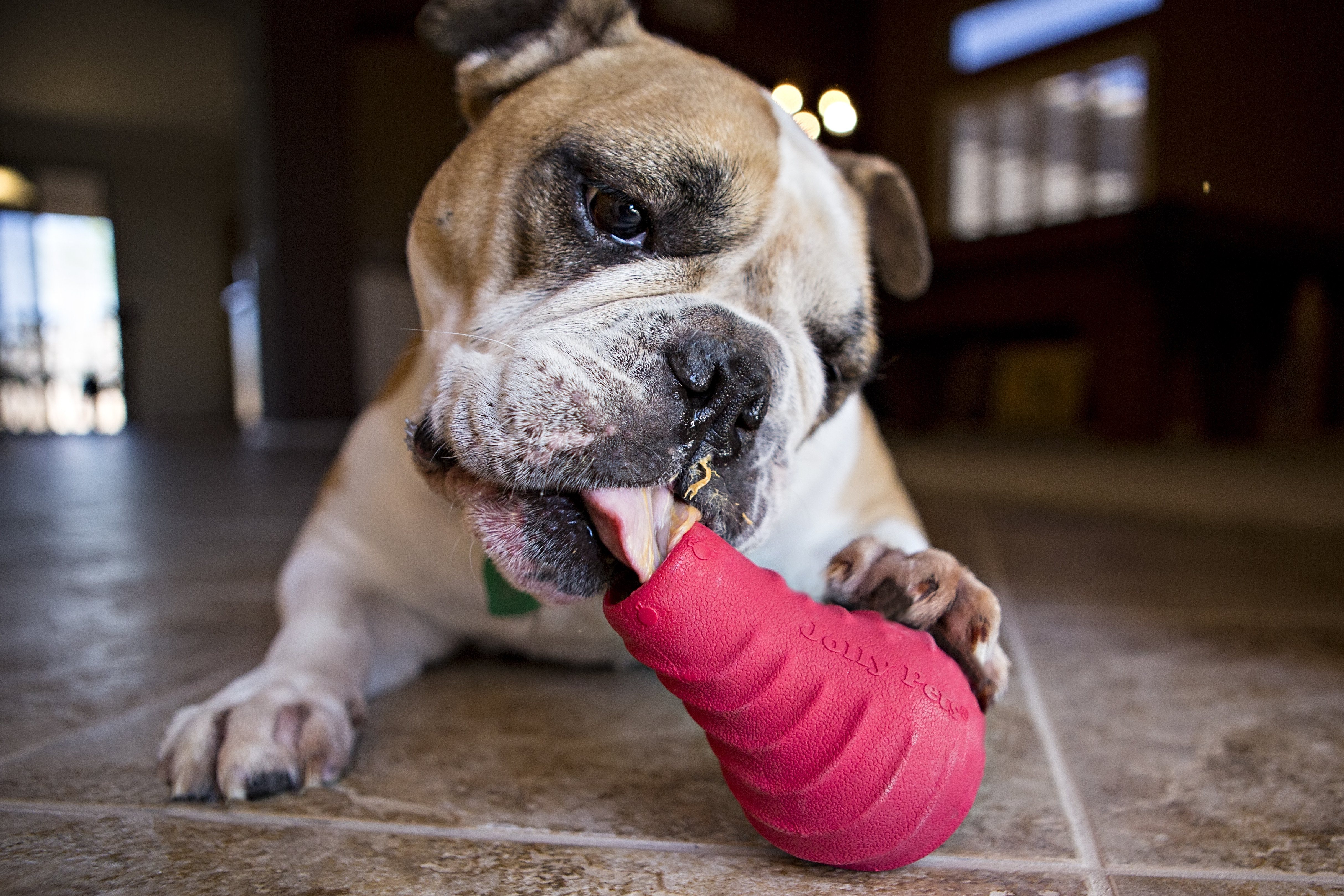 Bulldogge schleckt Tuff Toppler Hundespielzeug von Jolly Pets