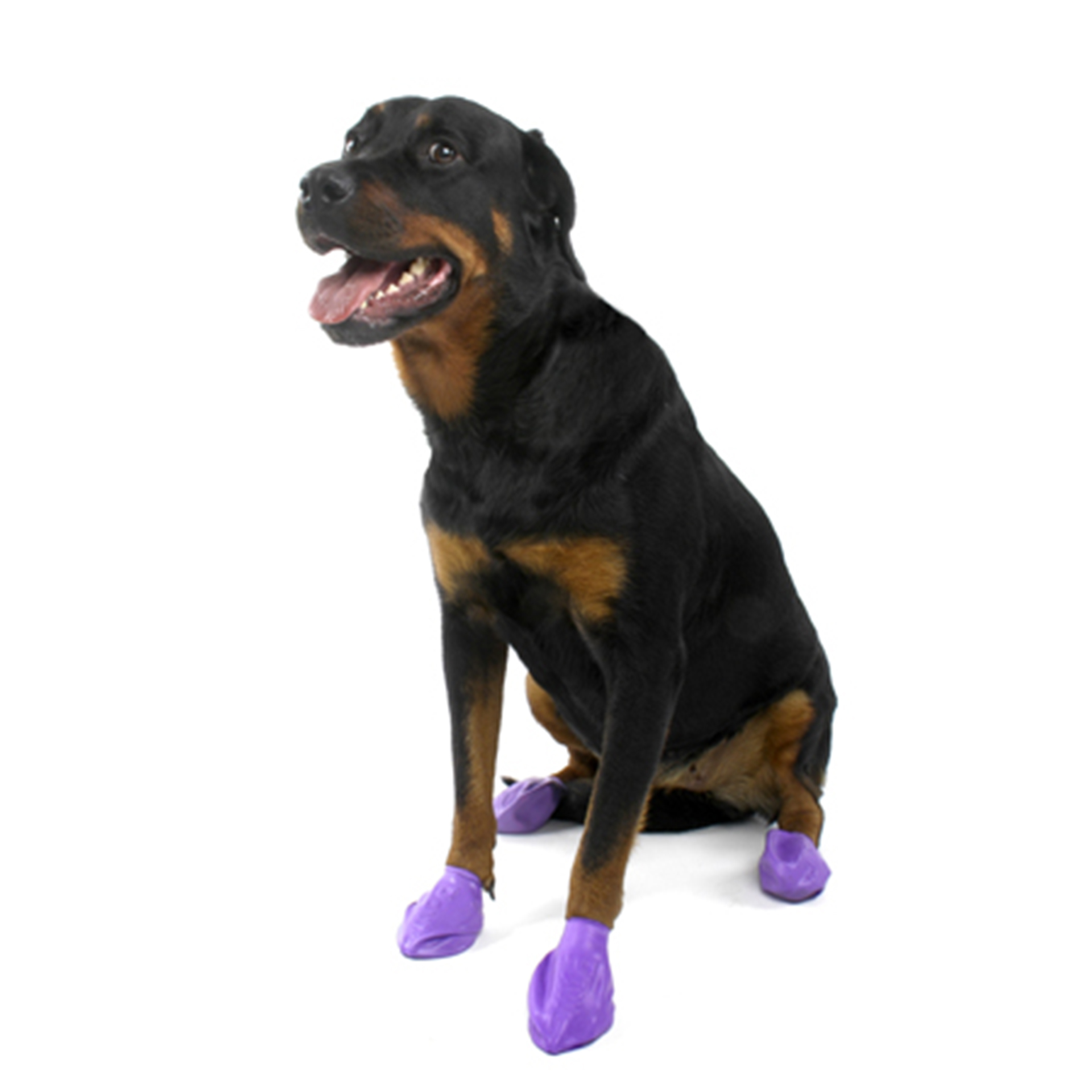 Pawz_lila_L_1421050_05C6JhZblhj5kKz