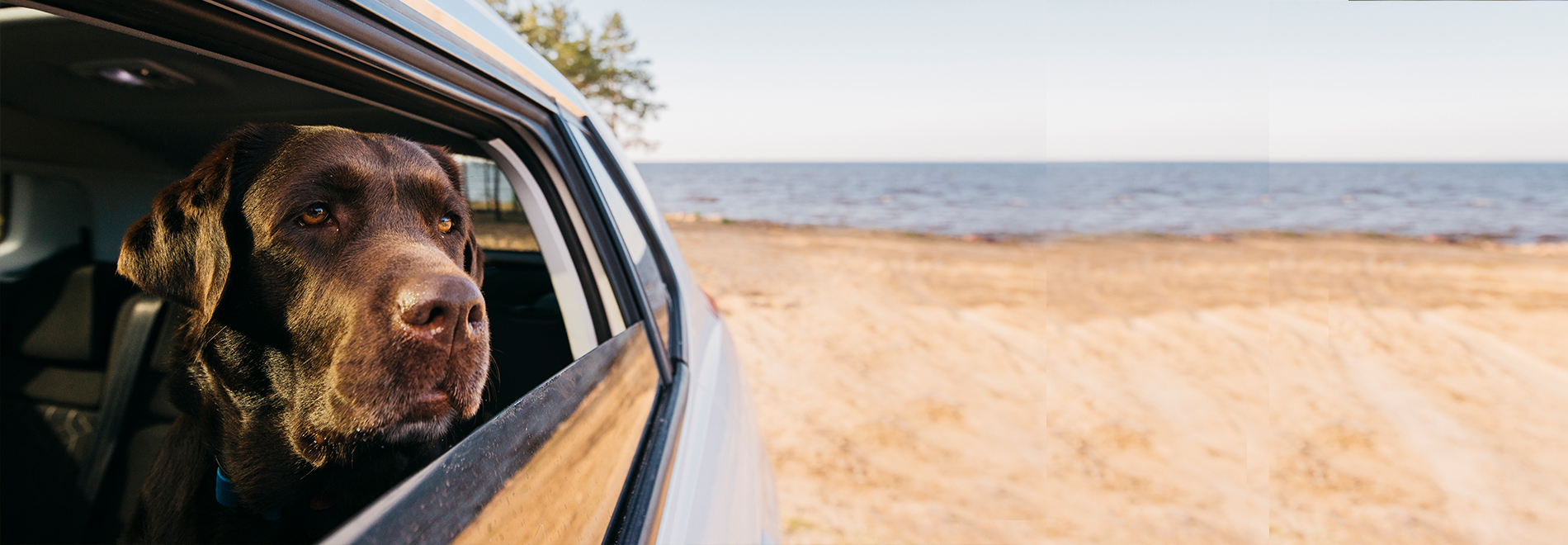 Für den Urlaub mit Hund Hund guckt aus dem Autofenster zum Strand