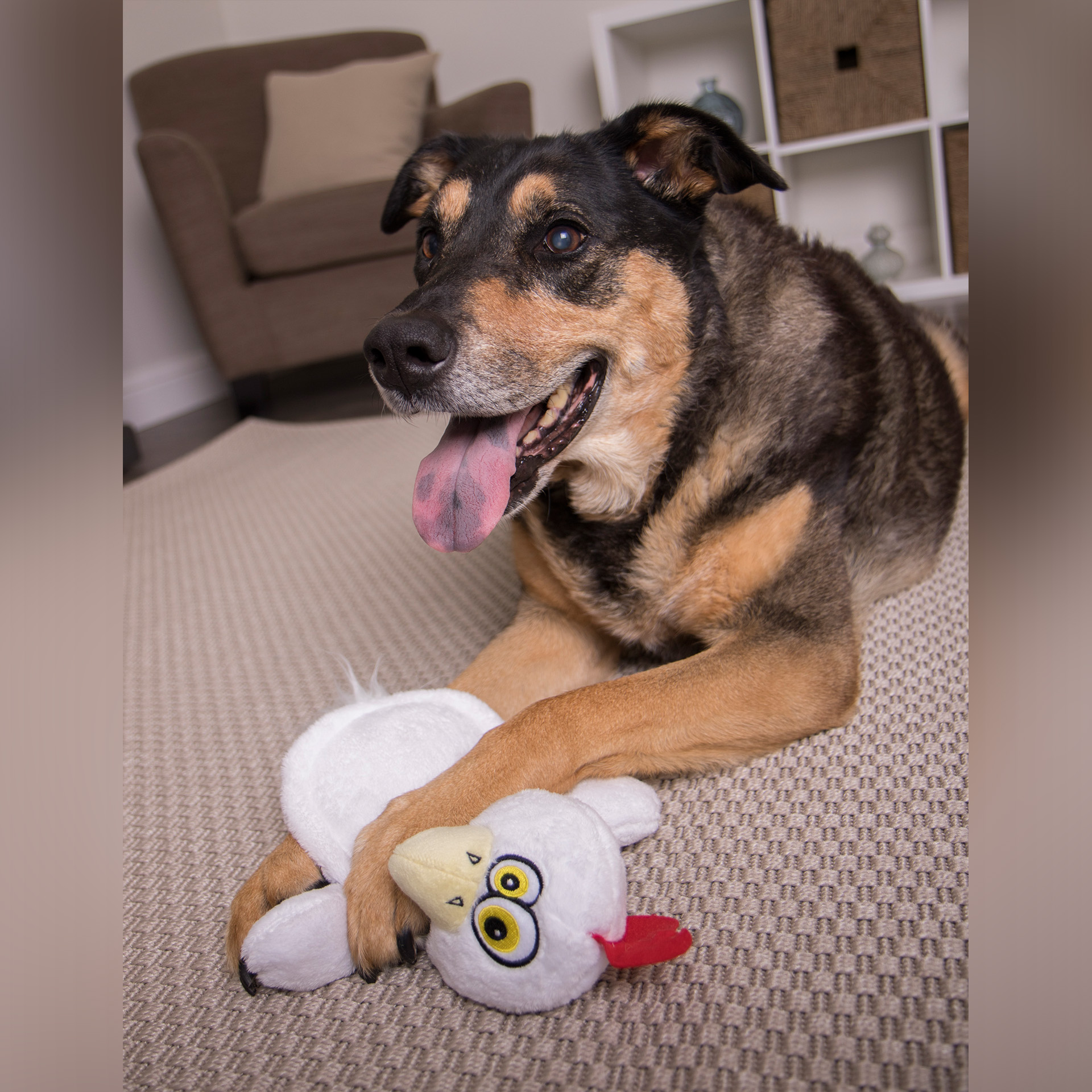 Hund kuschelt mit Hear Doggy Flattie- Huhn