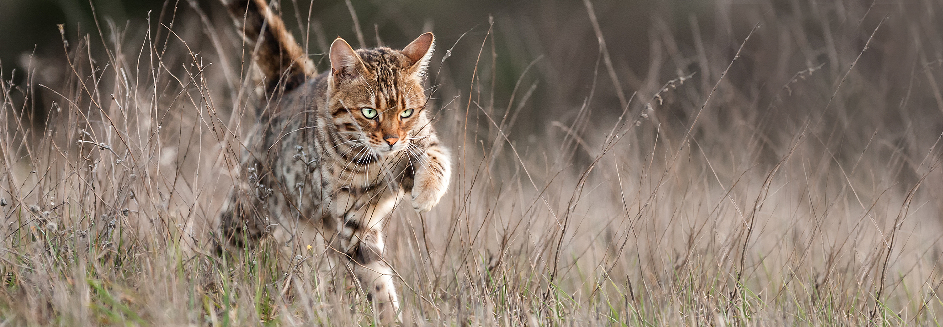 Nassfutter für Katzen Katze nach der Fütterung mit Nassfutter
