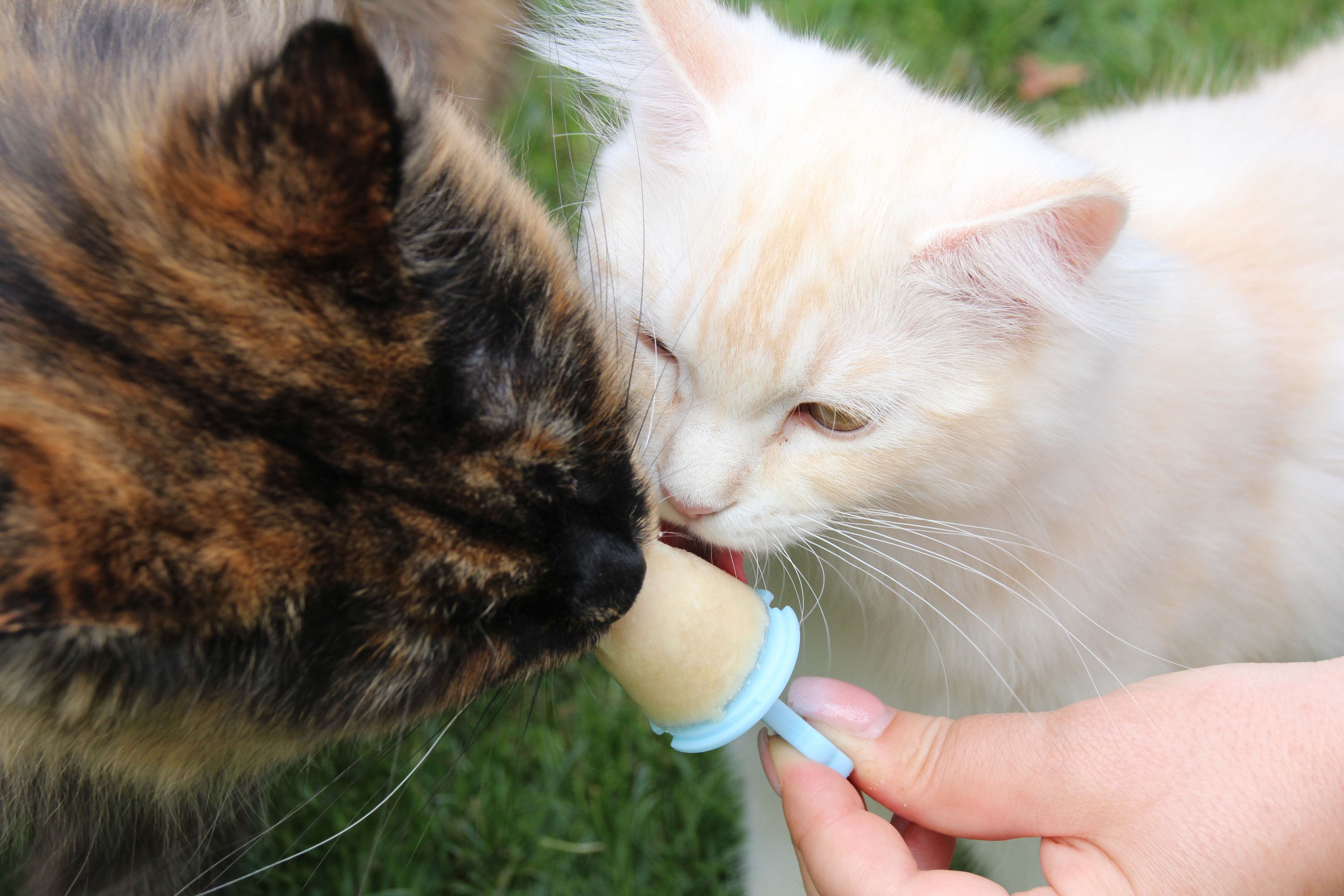 Zwei-Katzen-mit-Eismischung Zwei Katzen schlecken Kitty Beat Eismischung