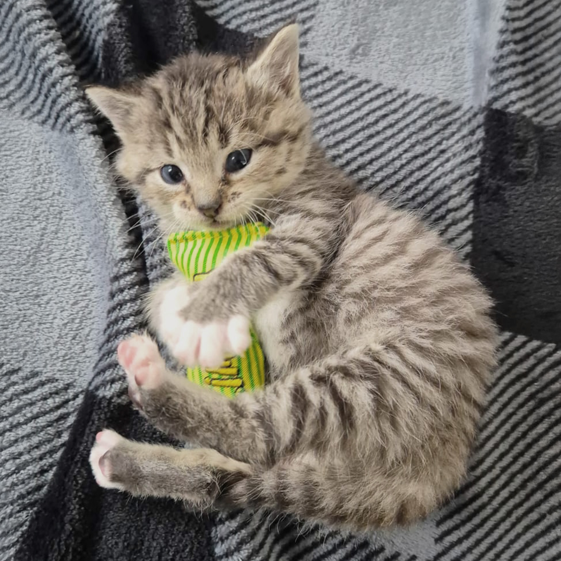 Kitten kuschelt Stinkie Grün