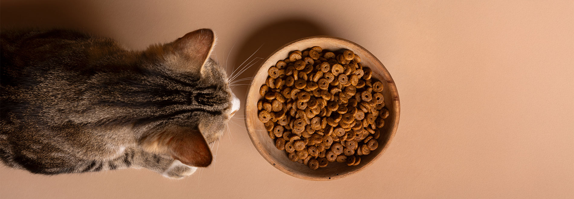 Natürliches Katzenfutter aus feinsten Zutaten Natürliches Katzenfutter aus feinsten Zutaten