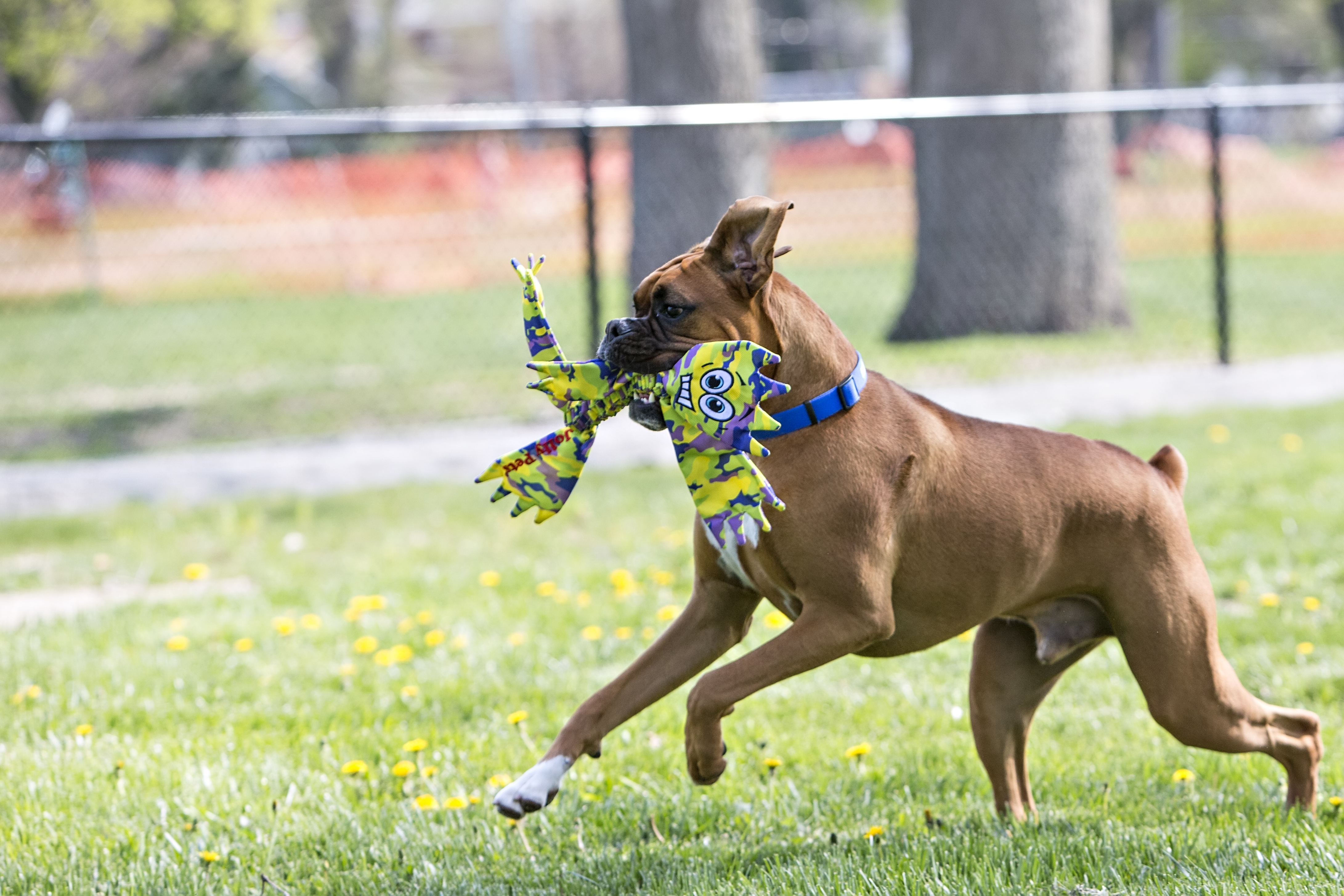 Boxer spielt mit Flathead Hundespielzeug