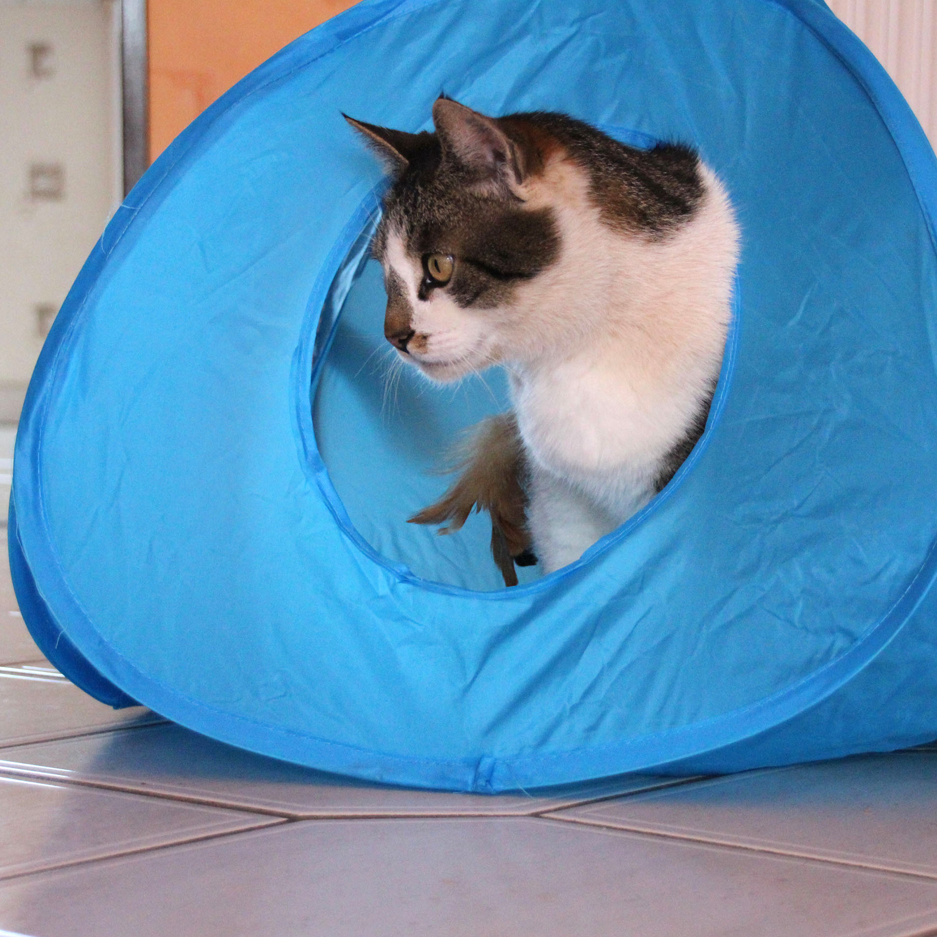 PounceHouse_6798_09
