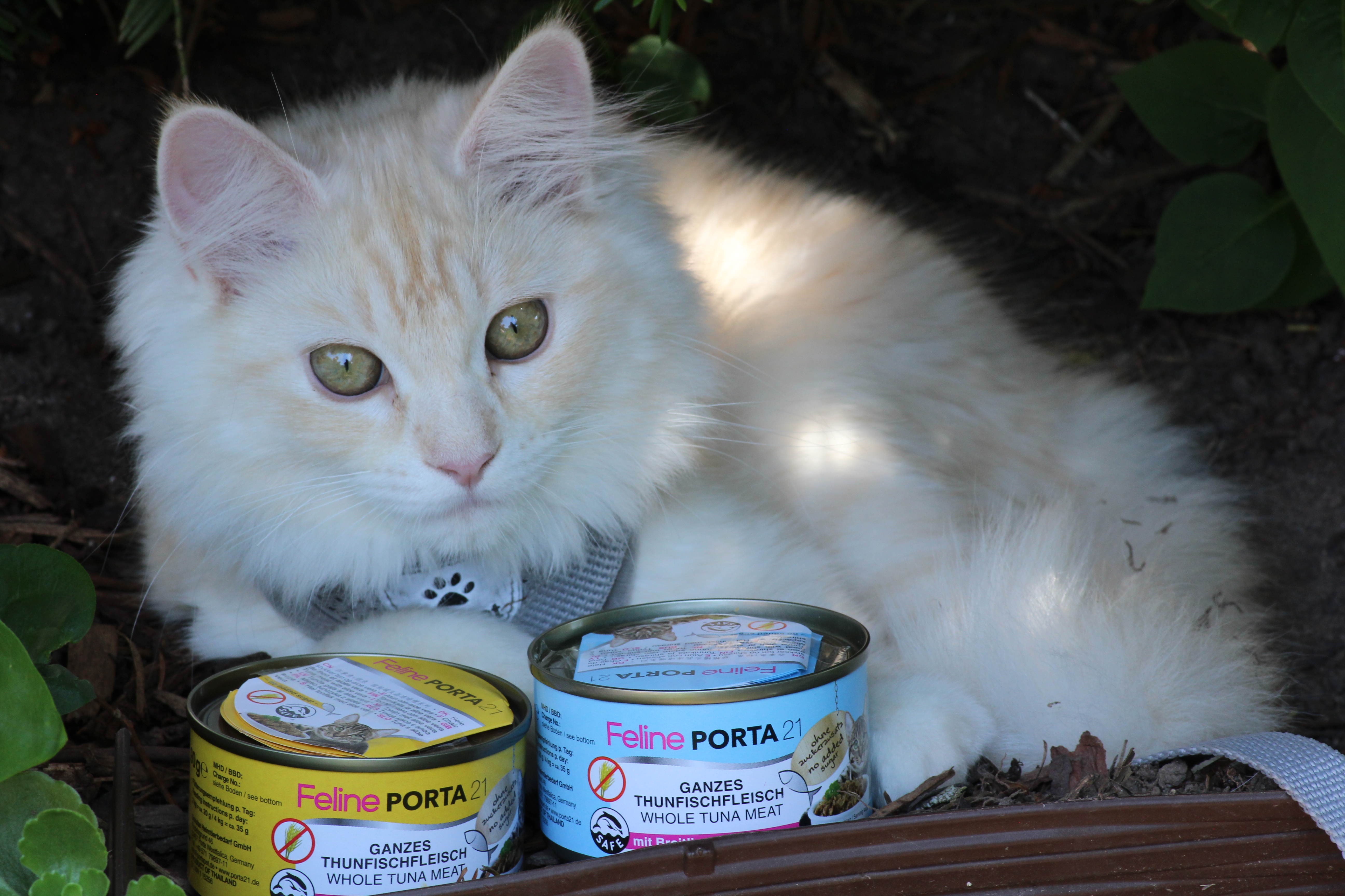 Katze-mit-Feline-porta21 Katze mit Feline PORTA21 Thunfisch mit Aloe Vera