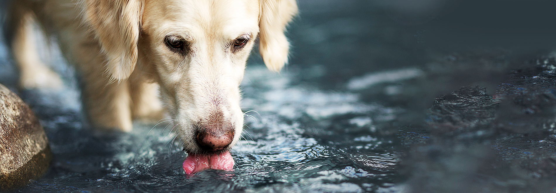 Trinkbrunnen und Näpfe Trinkbrunnen und Näpfe für Hunde