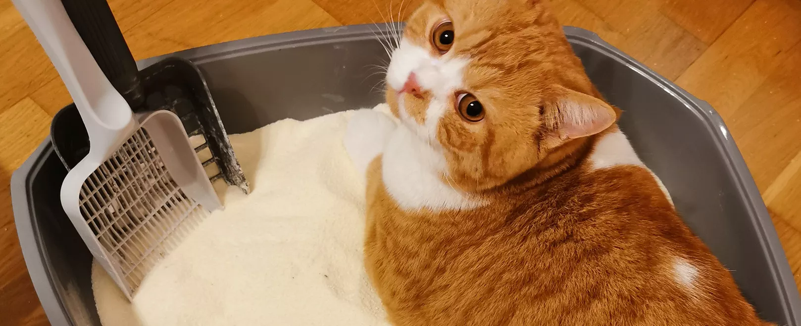 Cleaning the litter box: Ultimate tips for easy litter box cleaning