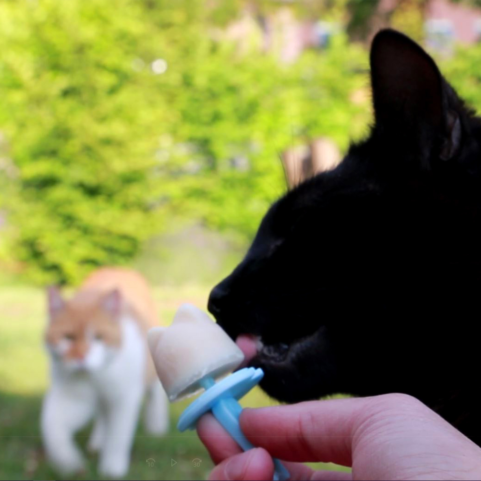 KittyBeat_Eismischung_70g_10643_04 Katze schleckt Kitty Beat Eismischung