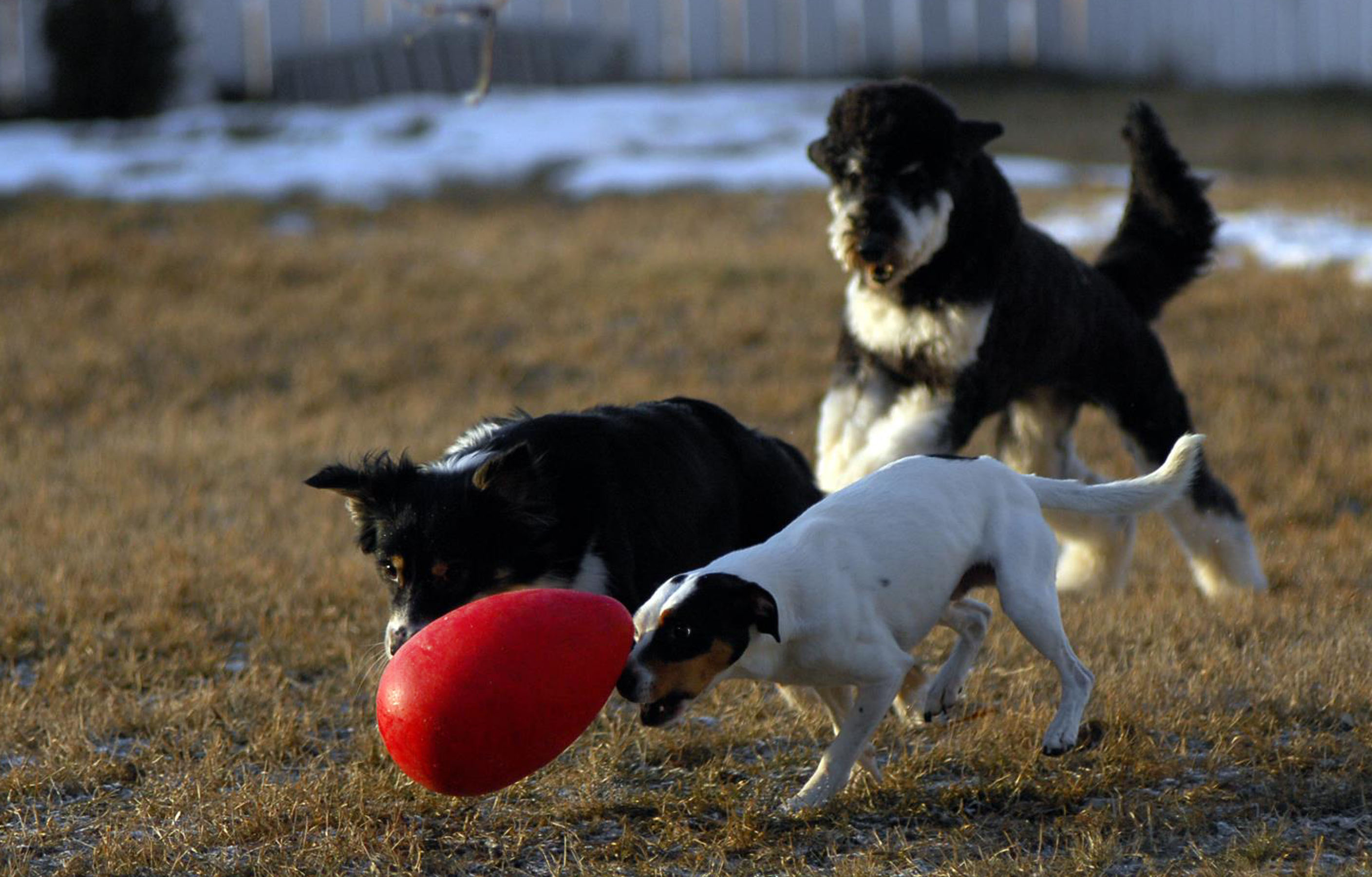 Hunde-jagen-Jolly-Egg Drei Hunde jagen Jolly Egg