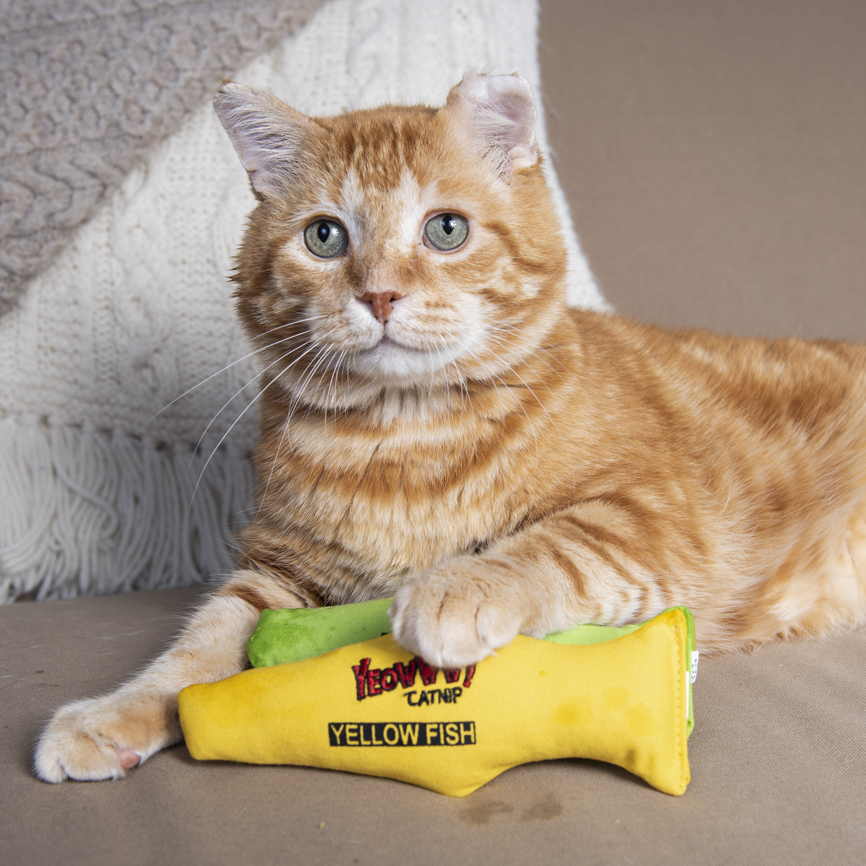 Katze-mit-Yeowww-Fisch Katze spielt mit Yeowww! Katzenminze Fisch