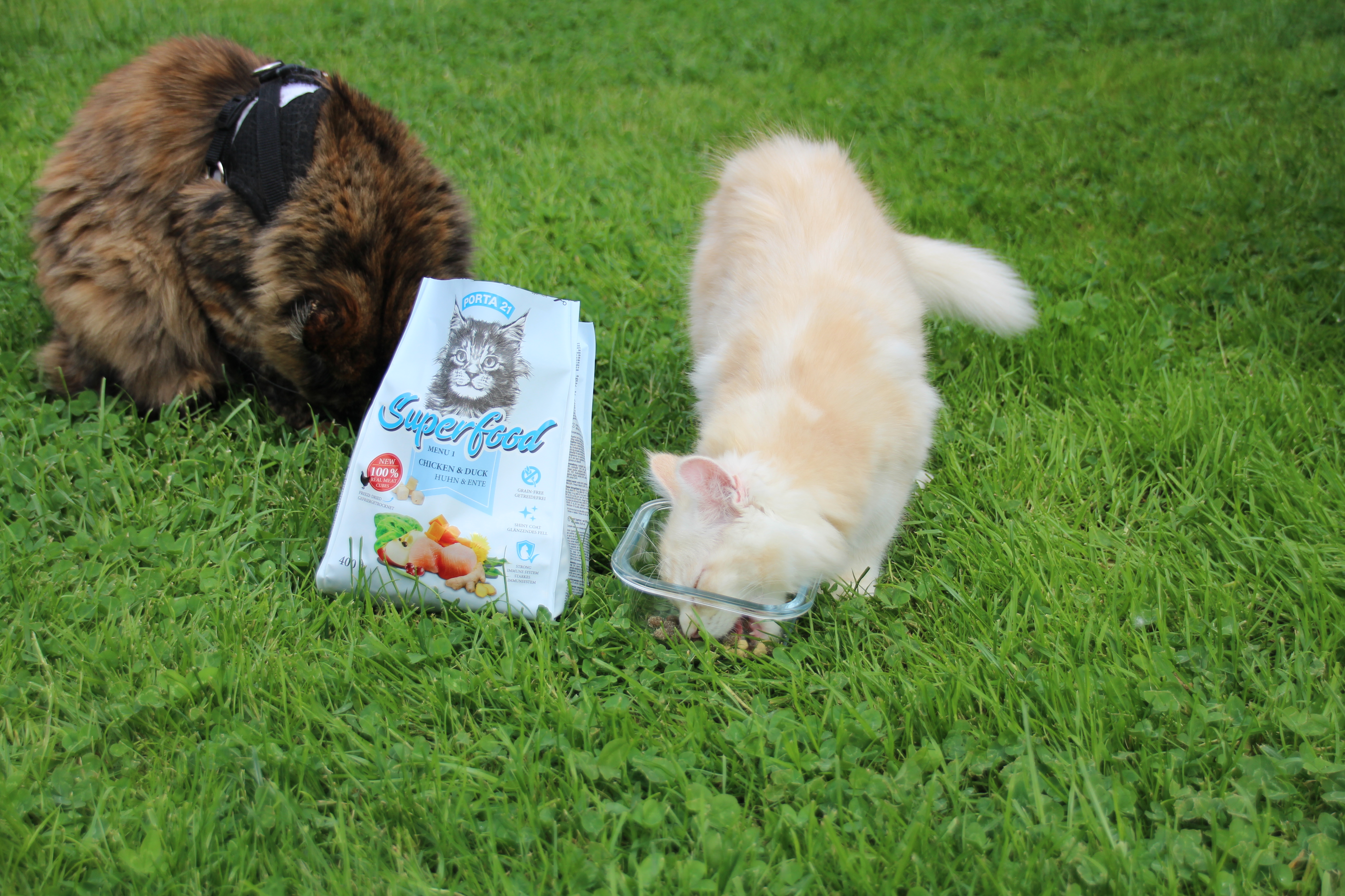 Zwei Katzen fressen Superfood Menu1 