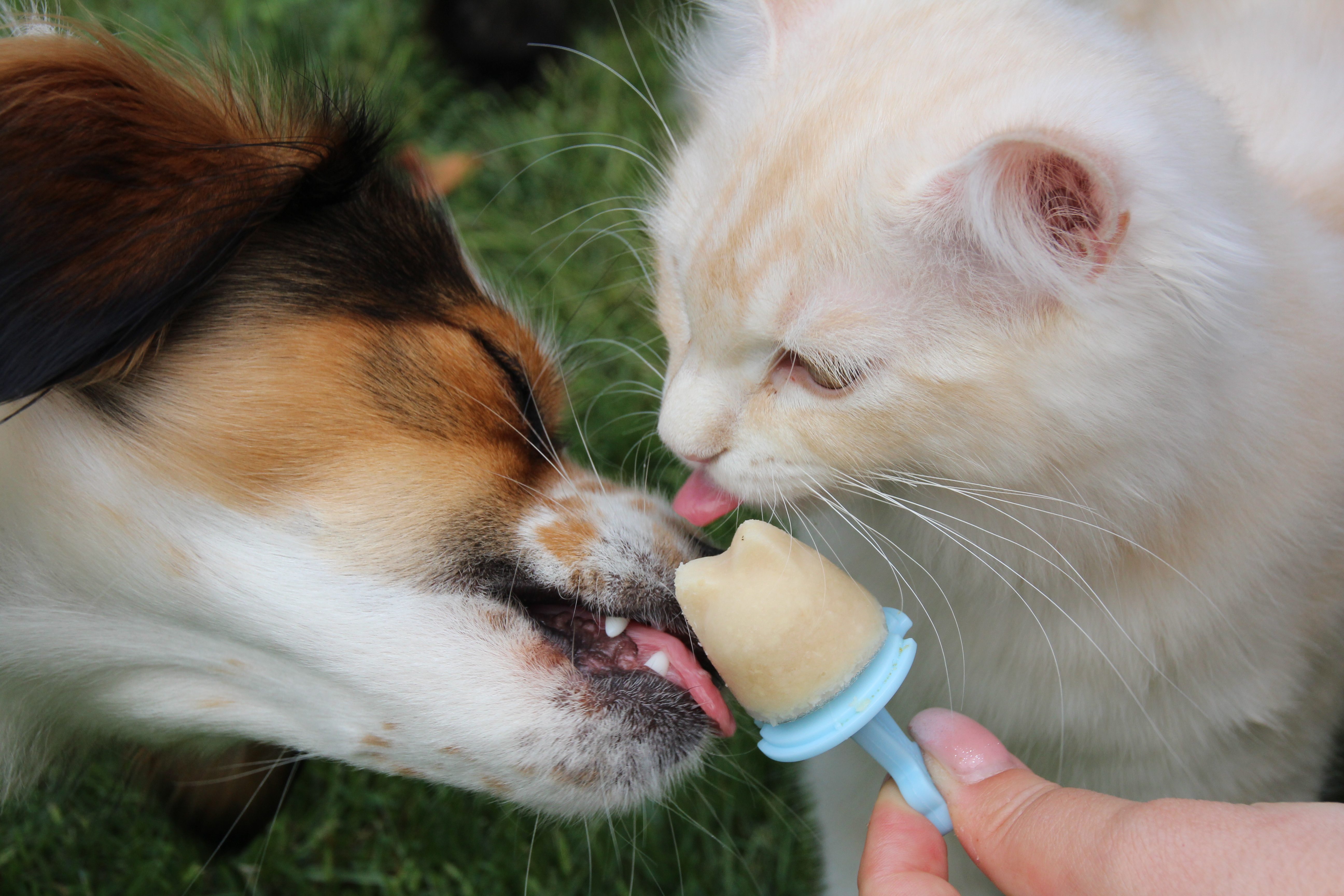 Hund-und-Katze-mit-Eismischung Hund und Katze schlecken Kitty Beat Eismischung