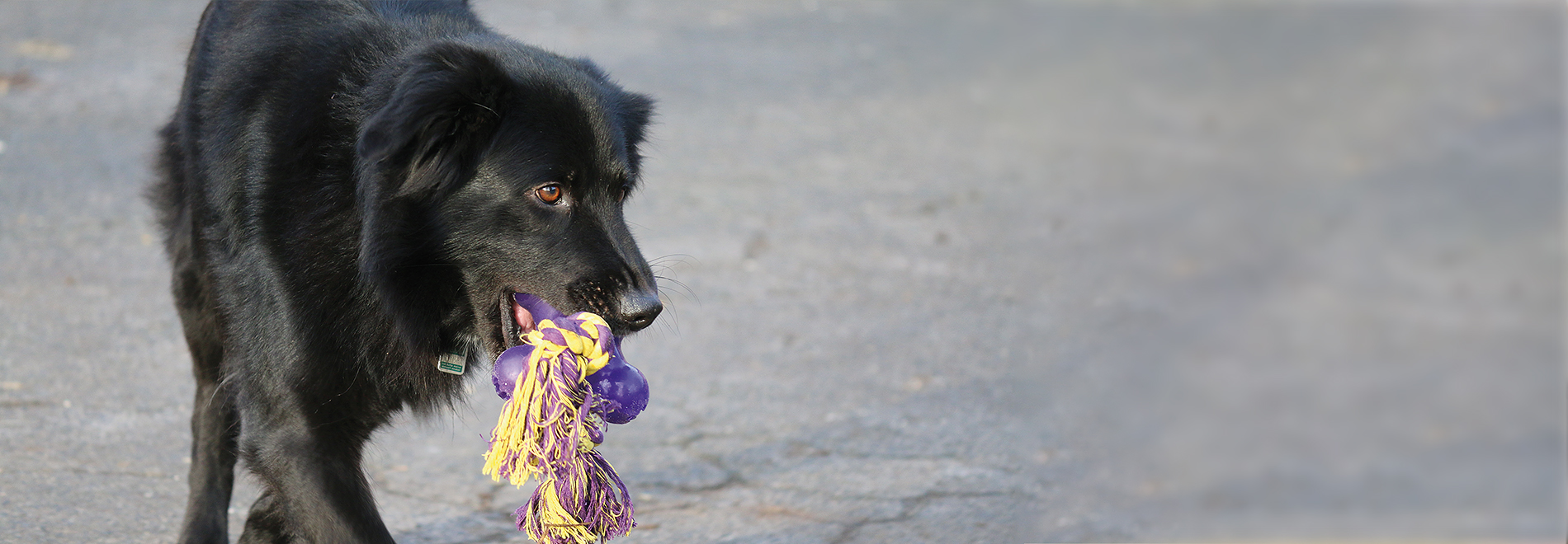 Intelligenzspielzeug - Hunde Hund mit einem Intelligenzspielzeug