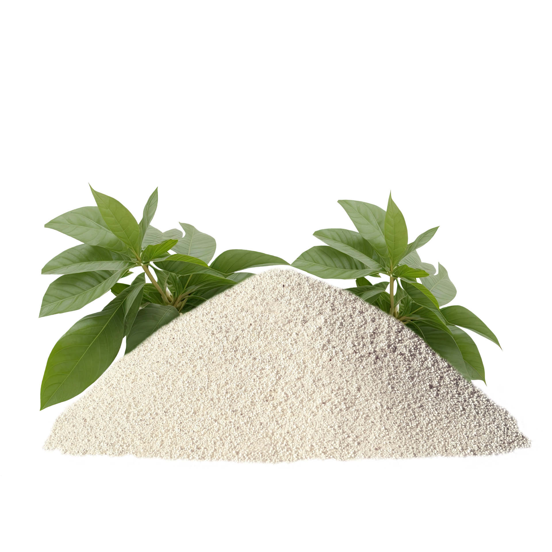 SoftCat_Yucca-Streuhaufen