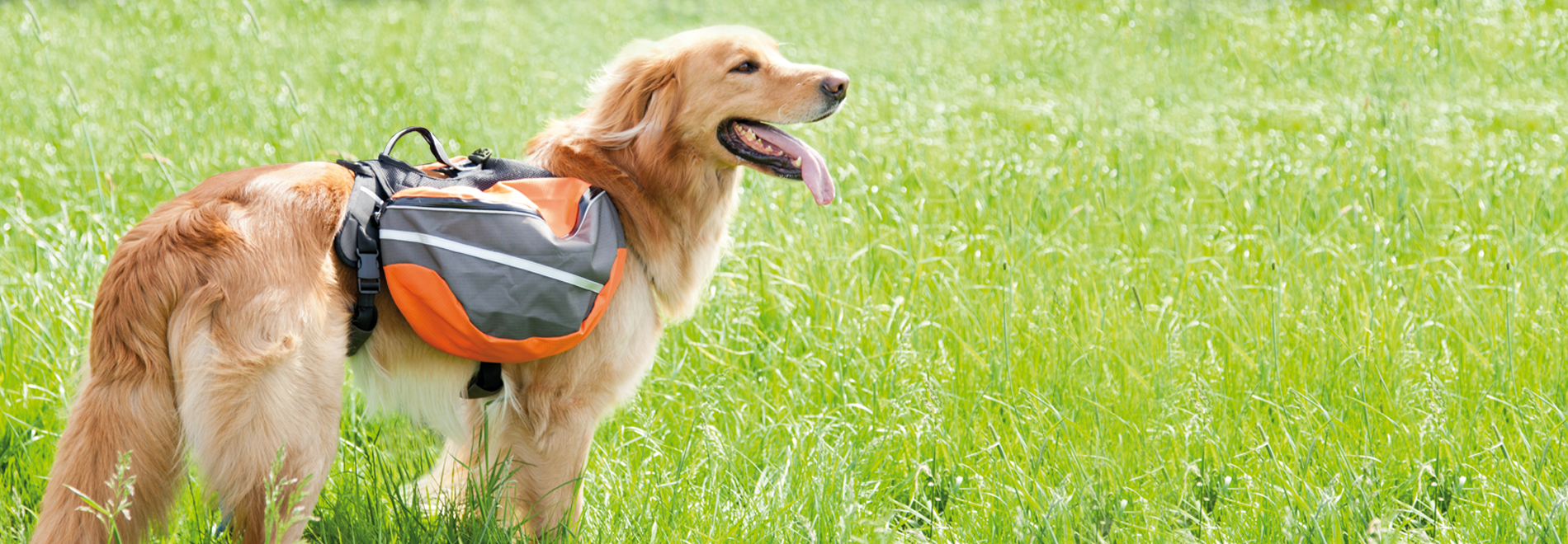 Zum Gassigehen Hund steht mit Rucksack auf der Wiese