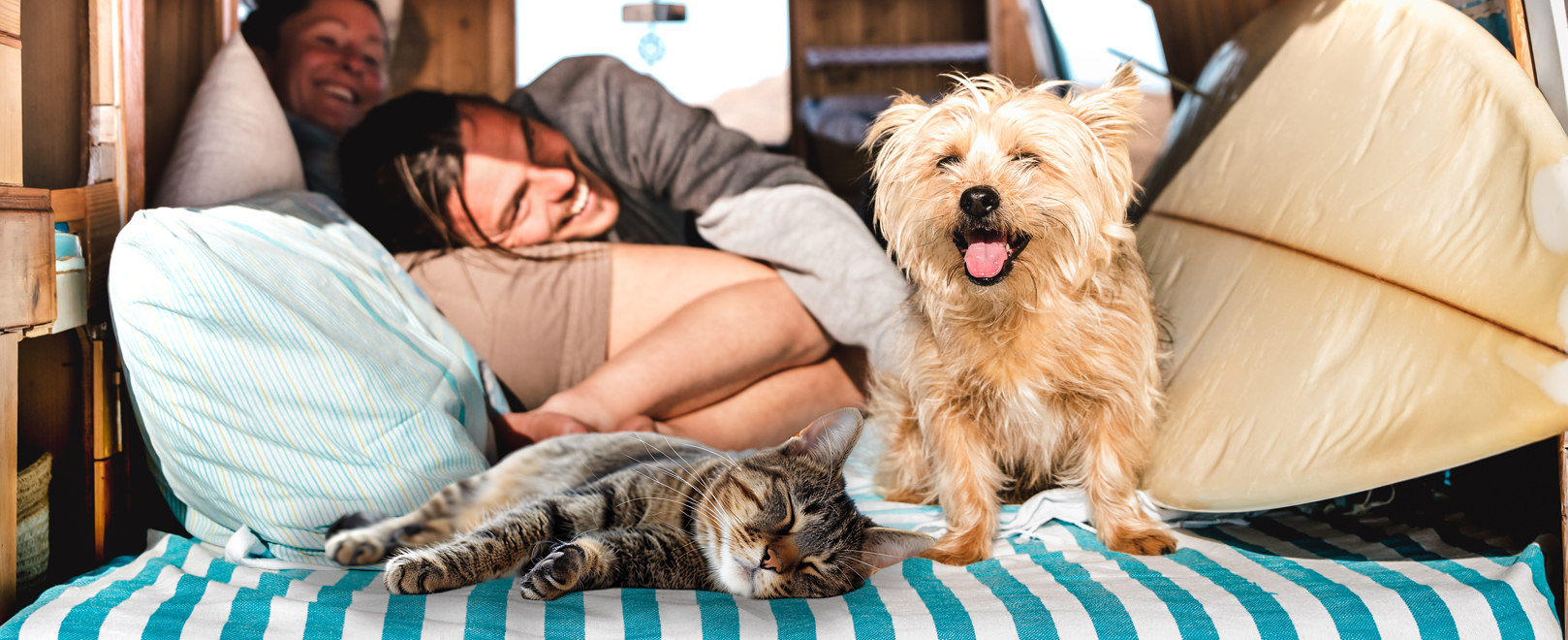 Urlaub mit Hund & Katze: Kompletter Ratgeber für stressfreies Reisen