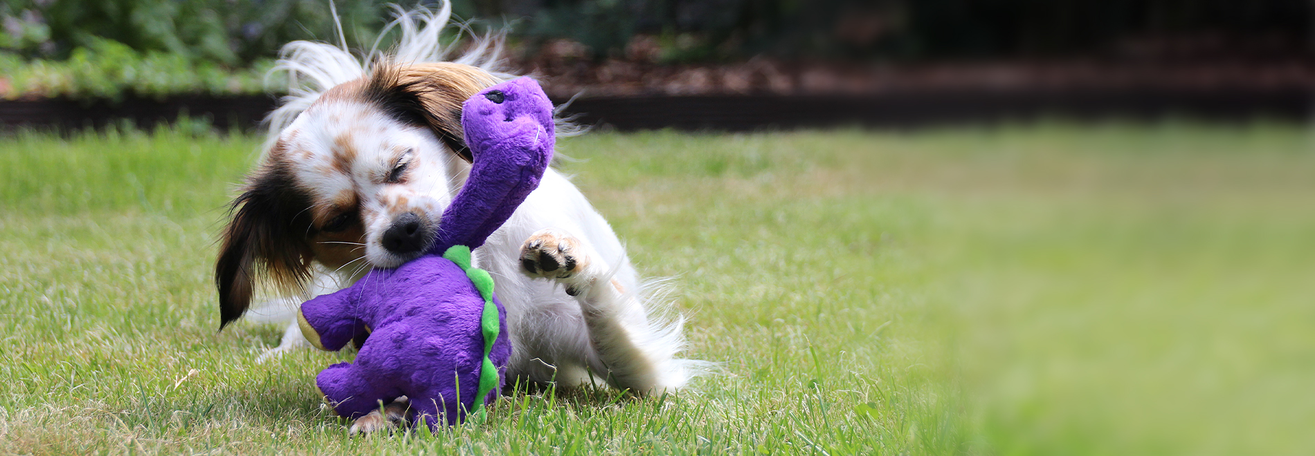 Quietschies für Hunde Hund mit einem Quietschie beim Spielen auf dem Rasen