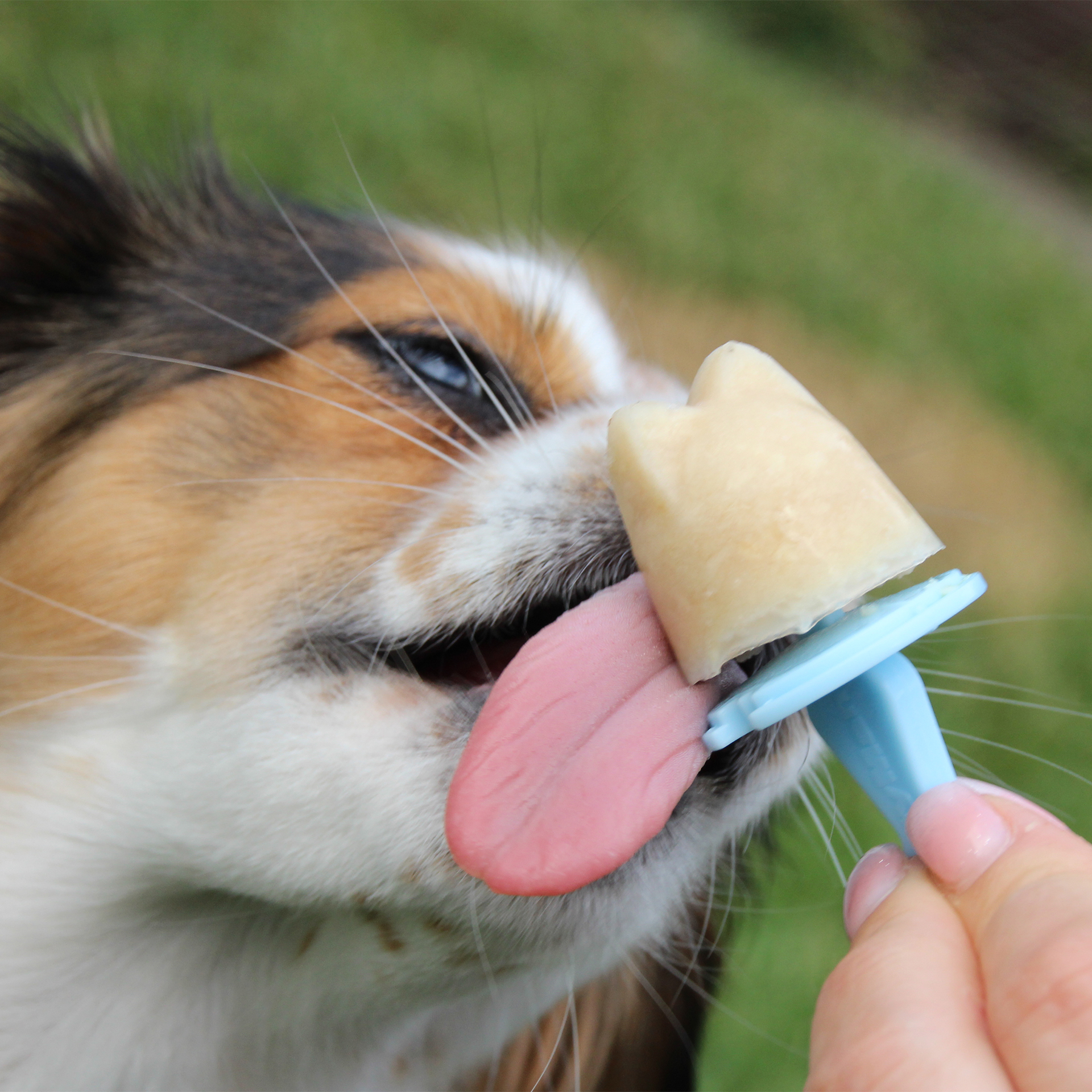 eismischung_hund2 Hund schleckt Schulze's Best Eismischung