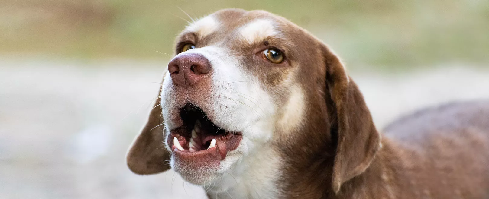Stop your dog from barking: 5 effective tips that really work