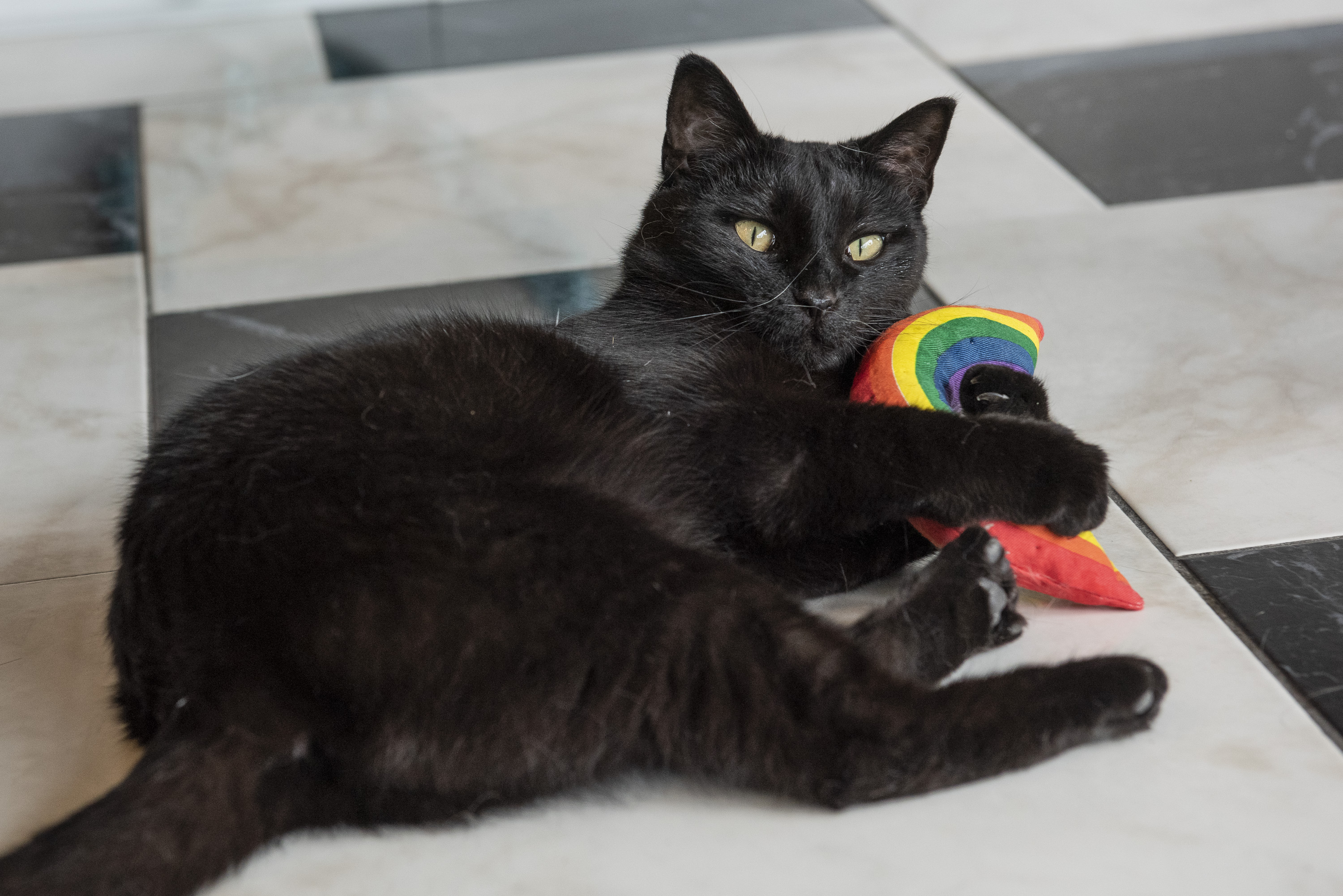 Katze spielt mit Yeoww Katzenminze Regenbogen 