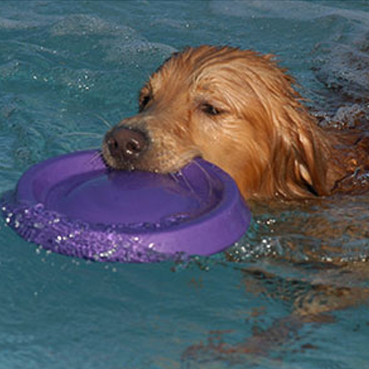 shop-starmark-easy-glider-lila-hund-im-wasser