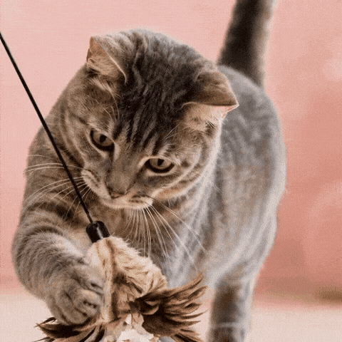 PURRfect Crunchy Feather Cat Teaser