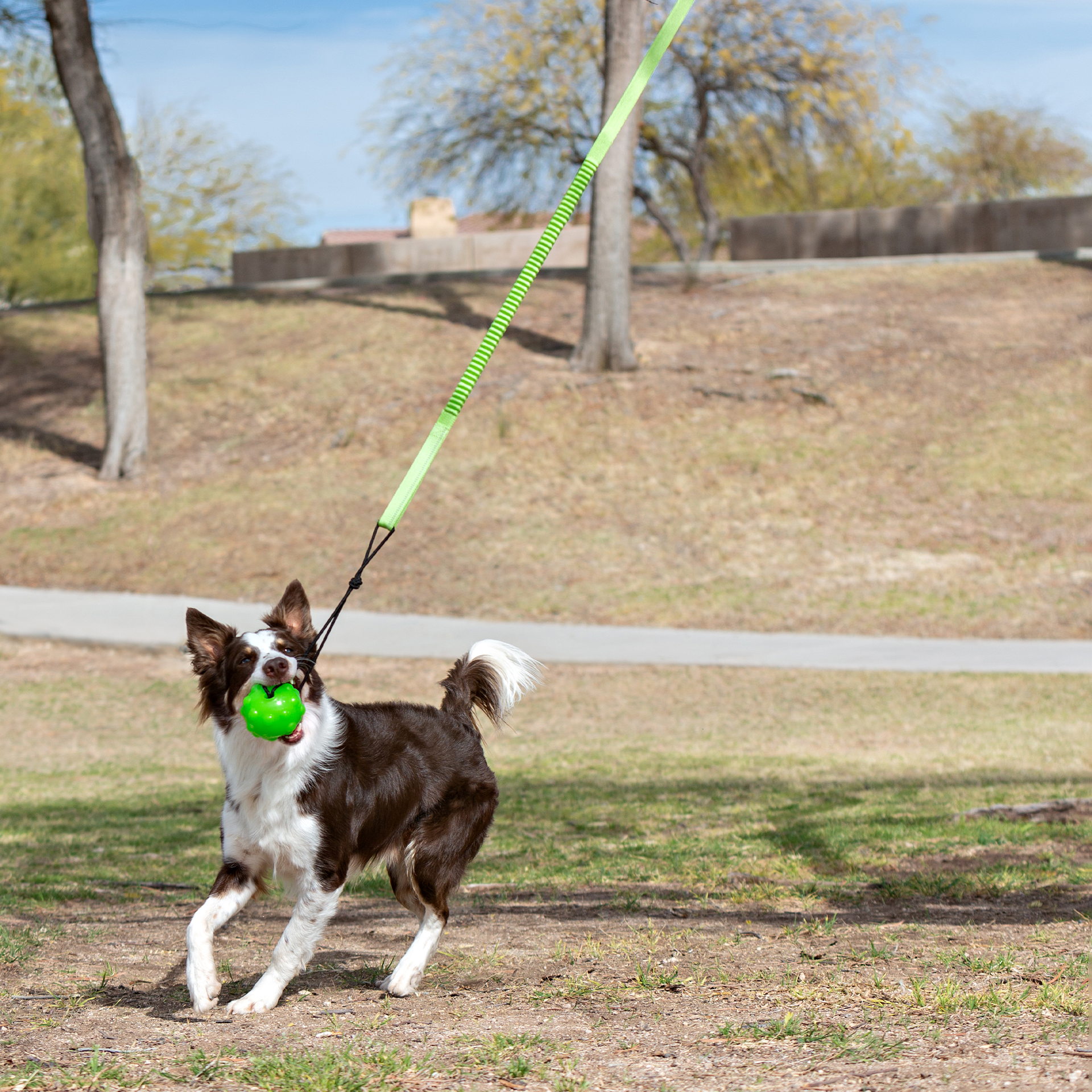Jolly Pet Tree Tugger mit Hund
