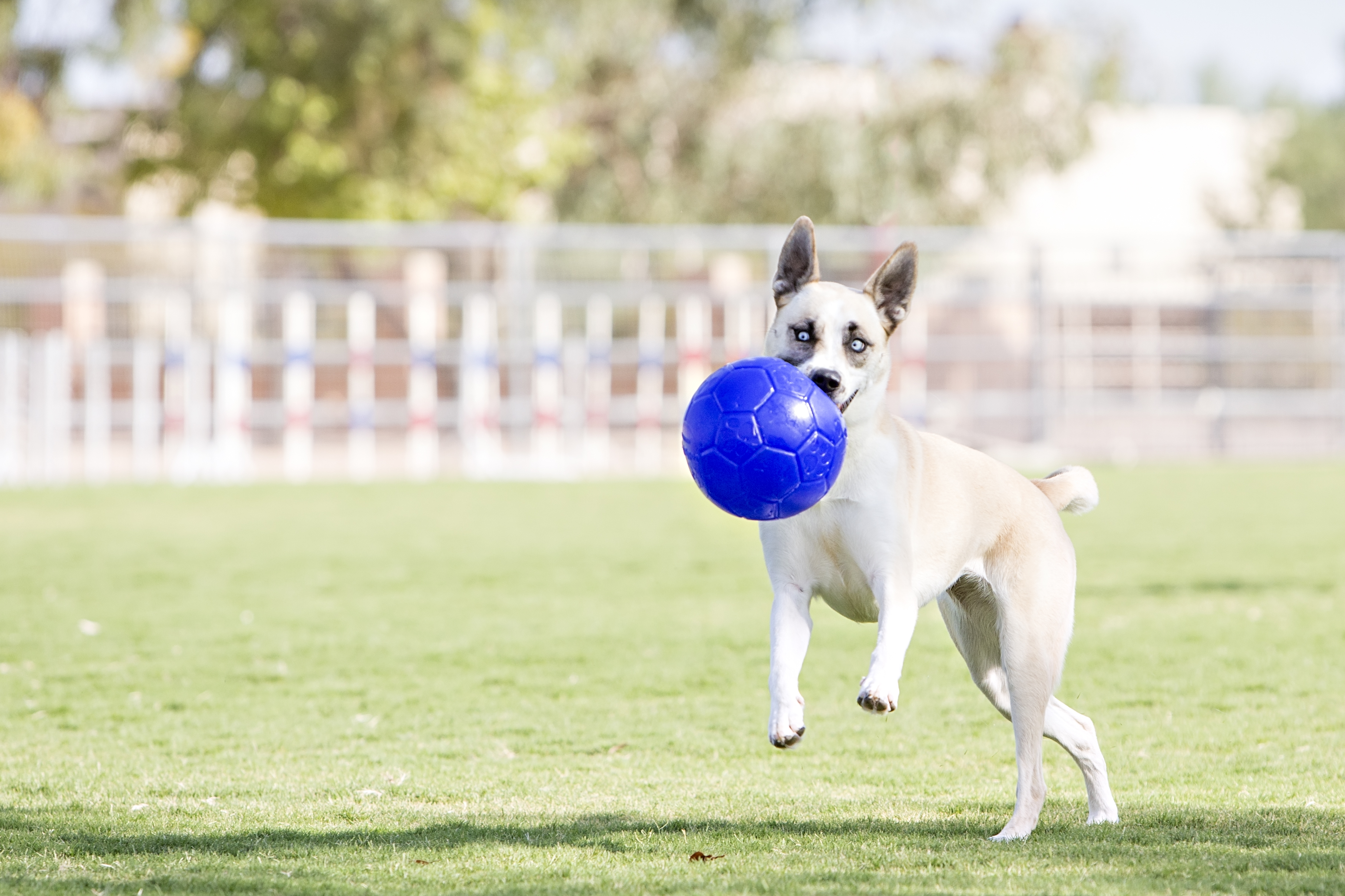 Hund spielt mit Soccer Ball ozeanblau