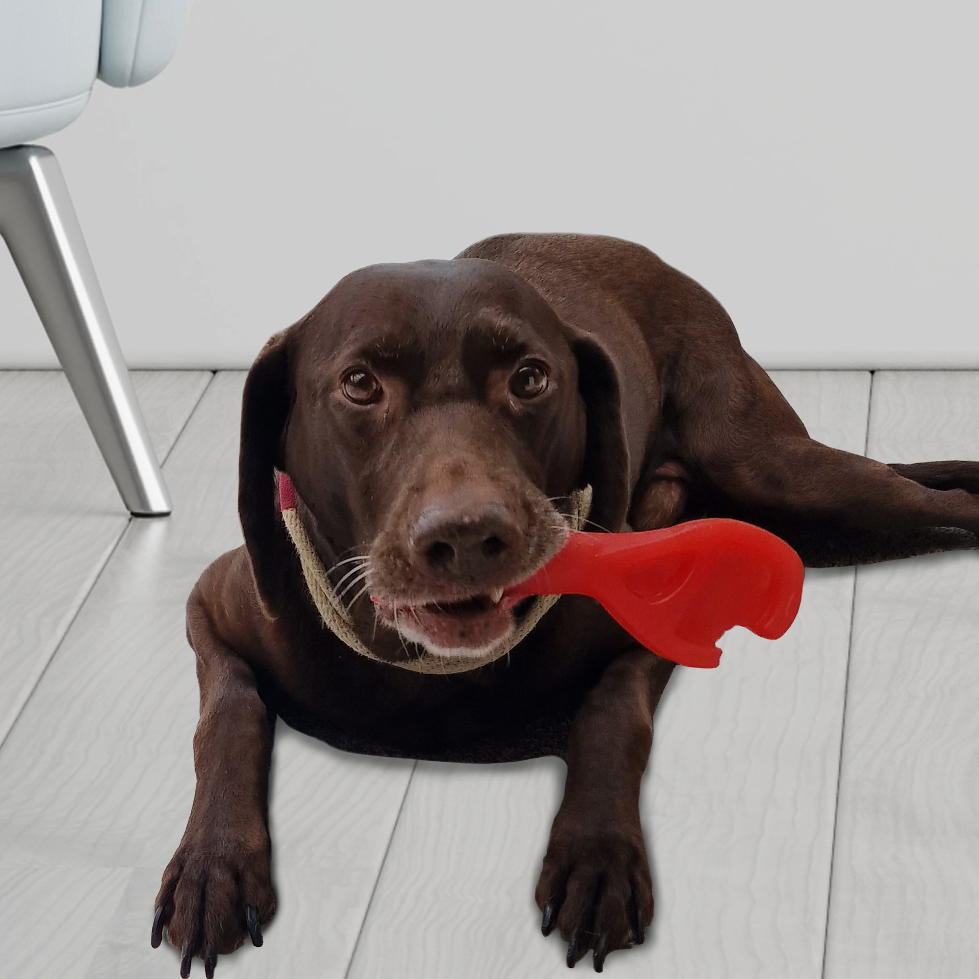 59973_dura_tug_steakonastick_1