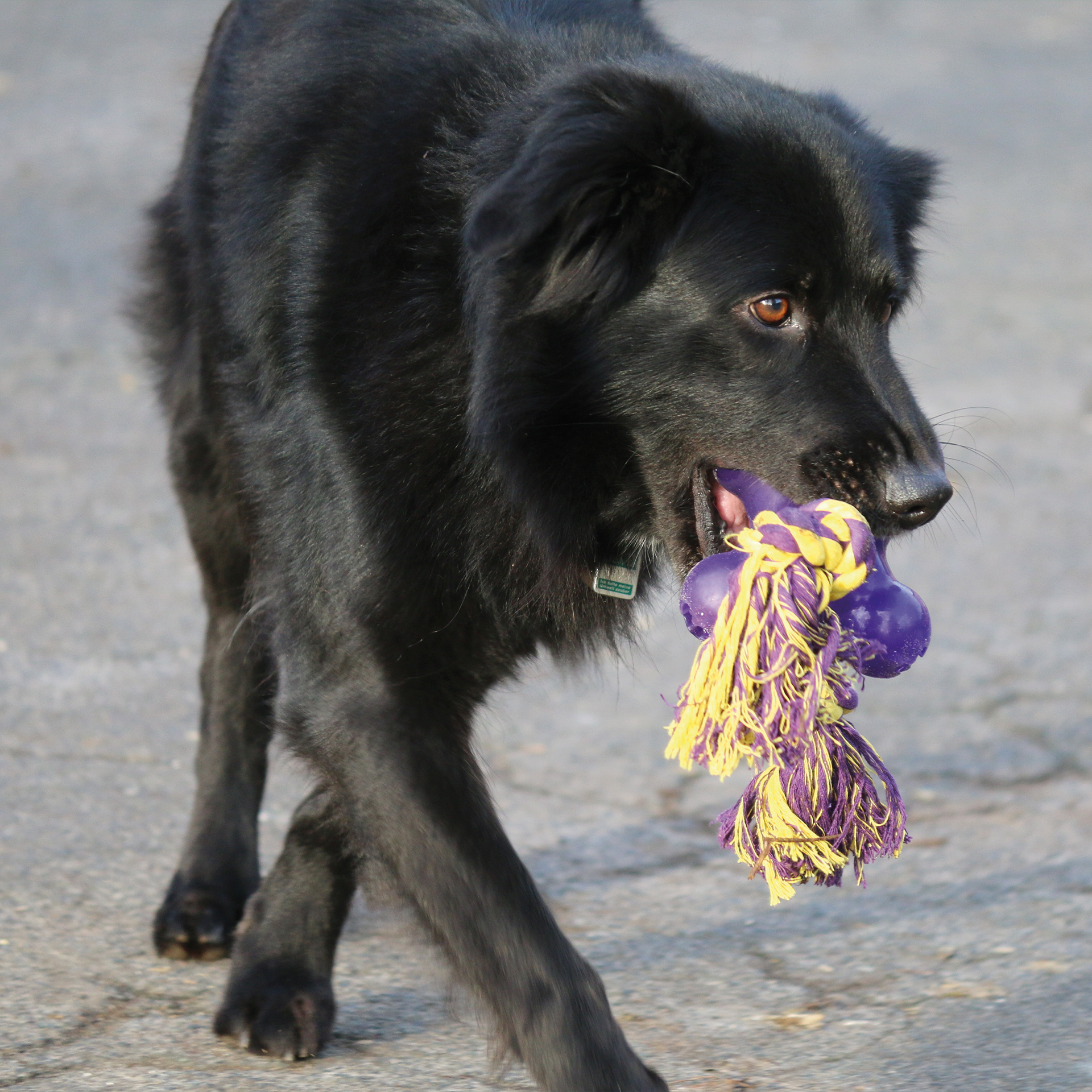 Jack_SizeS_59858_04 Hund trägt Treat Dispensing Jack Hundespielzeug