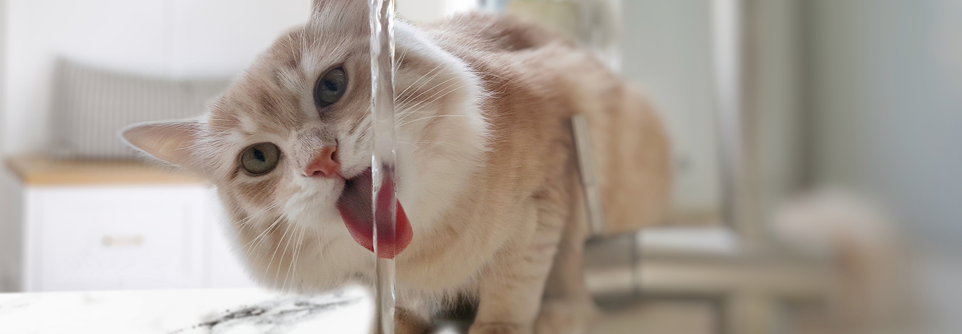 Trinkbrunnen Katze trinkt Wasser aus Wasserhahn