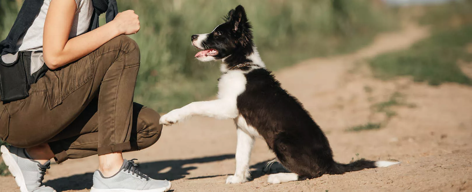 The best dog snacks for rewards & training - which treat is suitable when? Blogbeitrag Hunde - Hundesnacks für Belohnung & Erziehung