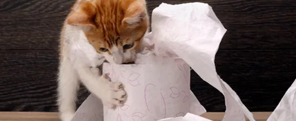 Organic cat litter or mineral cat litter - which is best for my cat