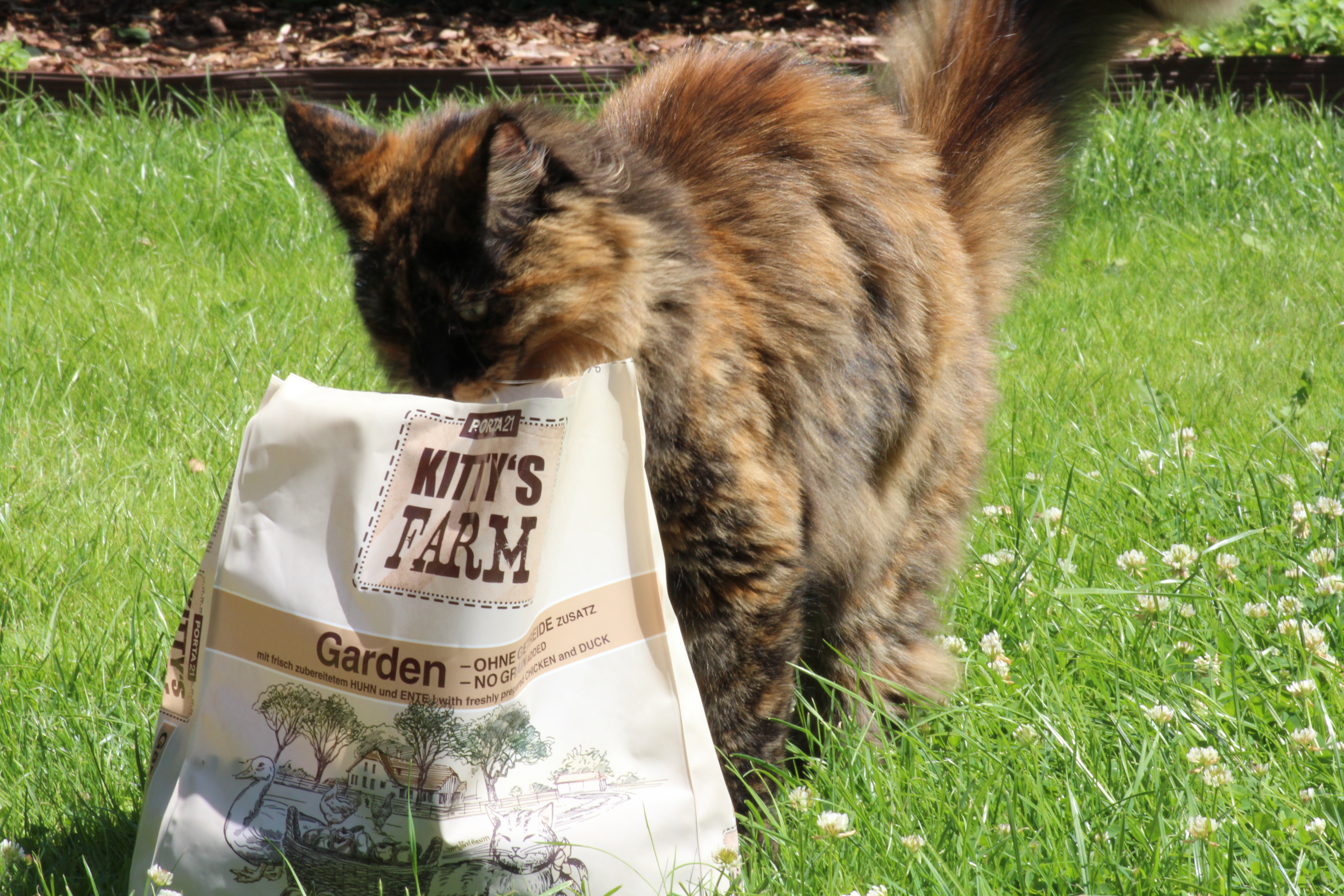Kittys-Farm-Garden-dunkle-Katze