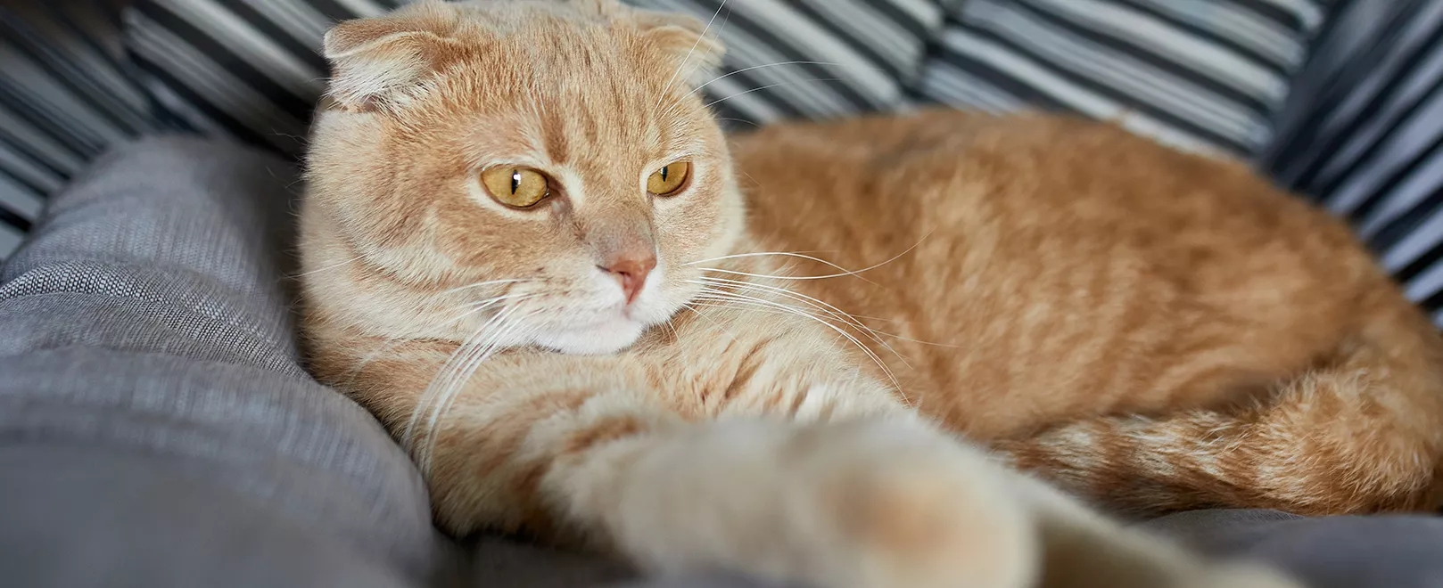 12 Tipps gegen Unsauberkeit bei Katzen – Ursachen & Lösungen