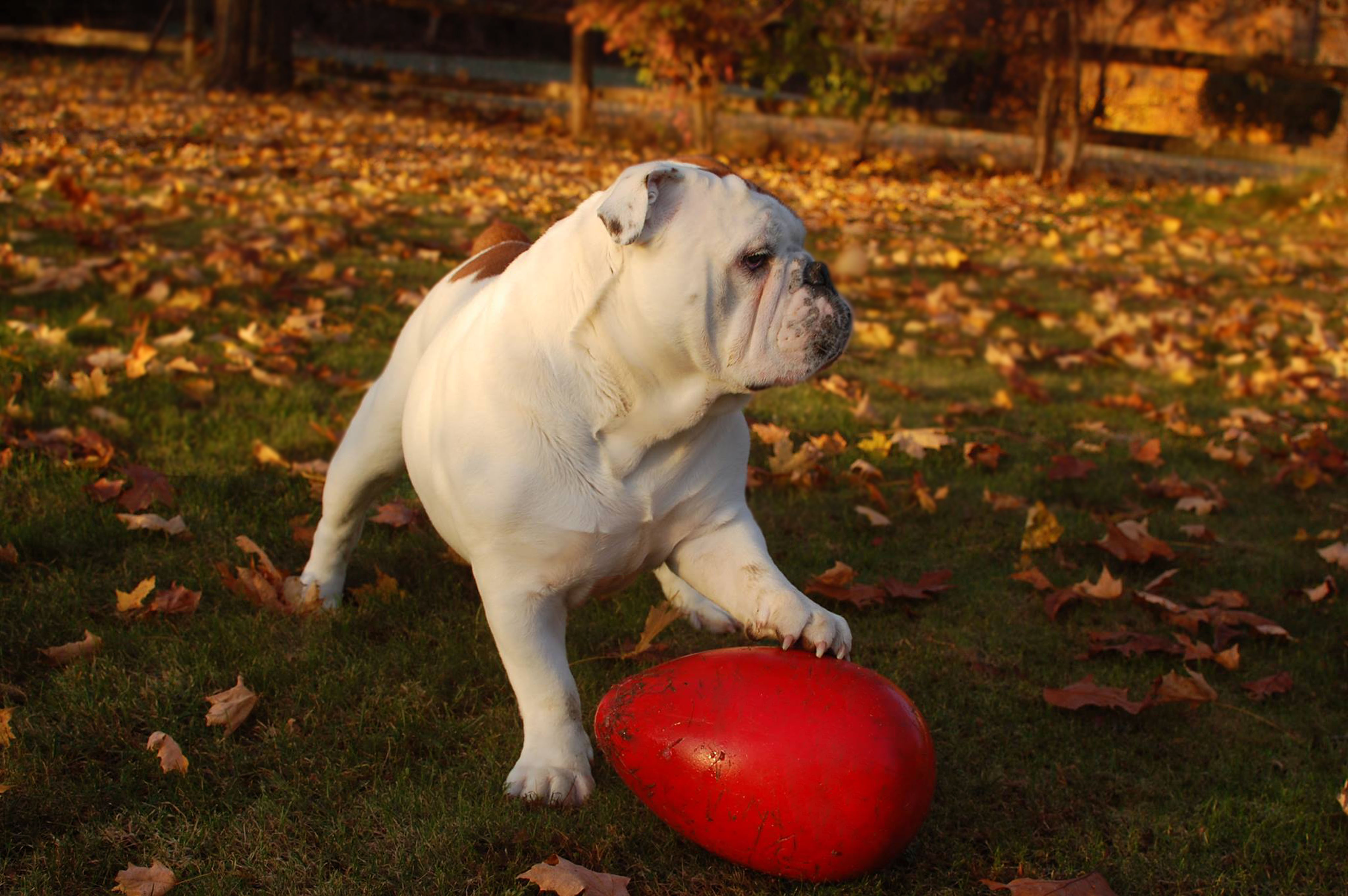 Bulldogge-mit-Jolly-Egg Bulldogge mit Jolly Egg