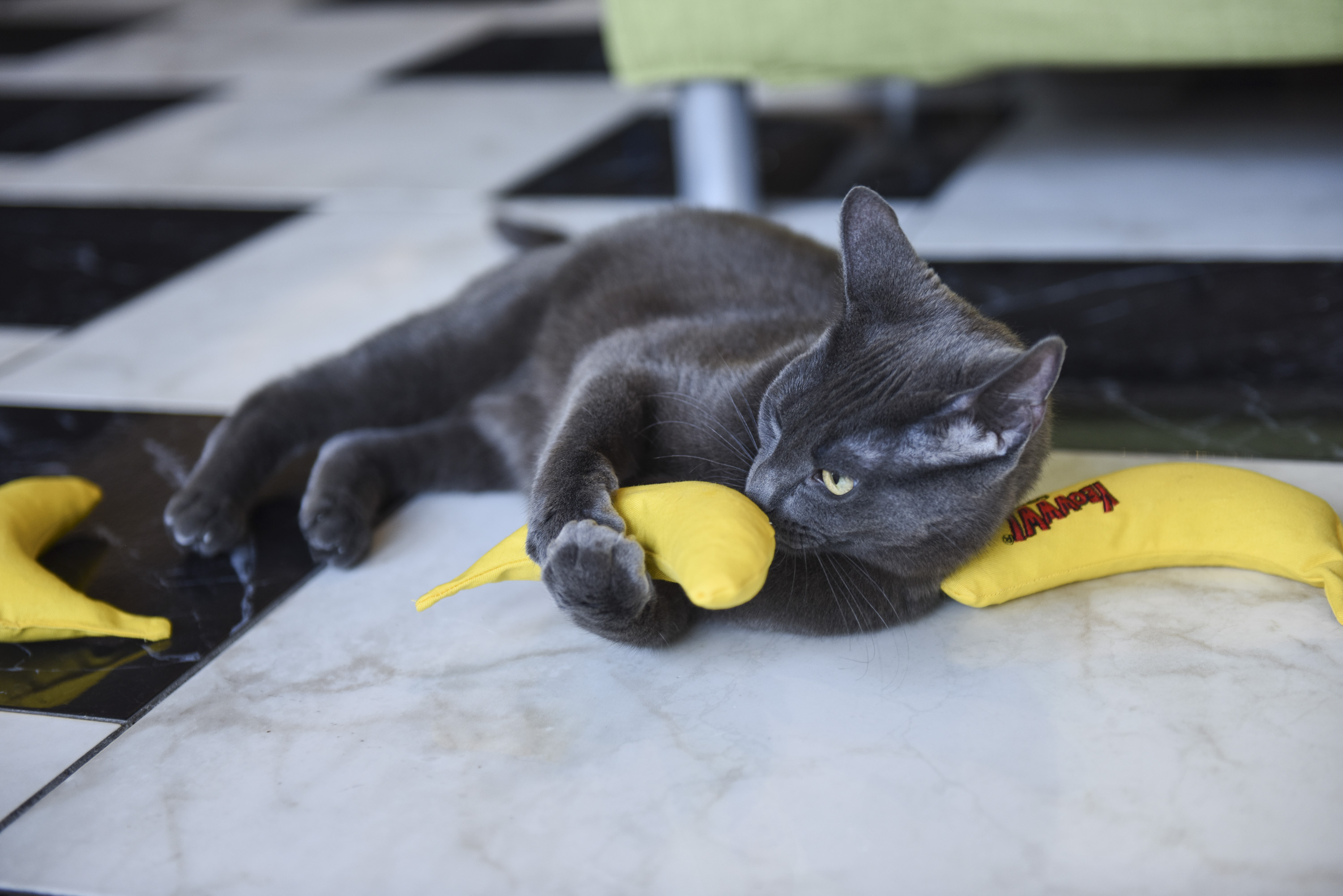 Katze spielt mit mehreren Yeoww Katzenminze Bananen
