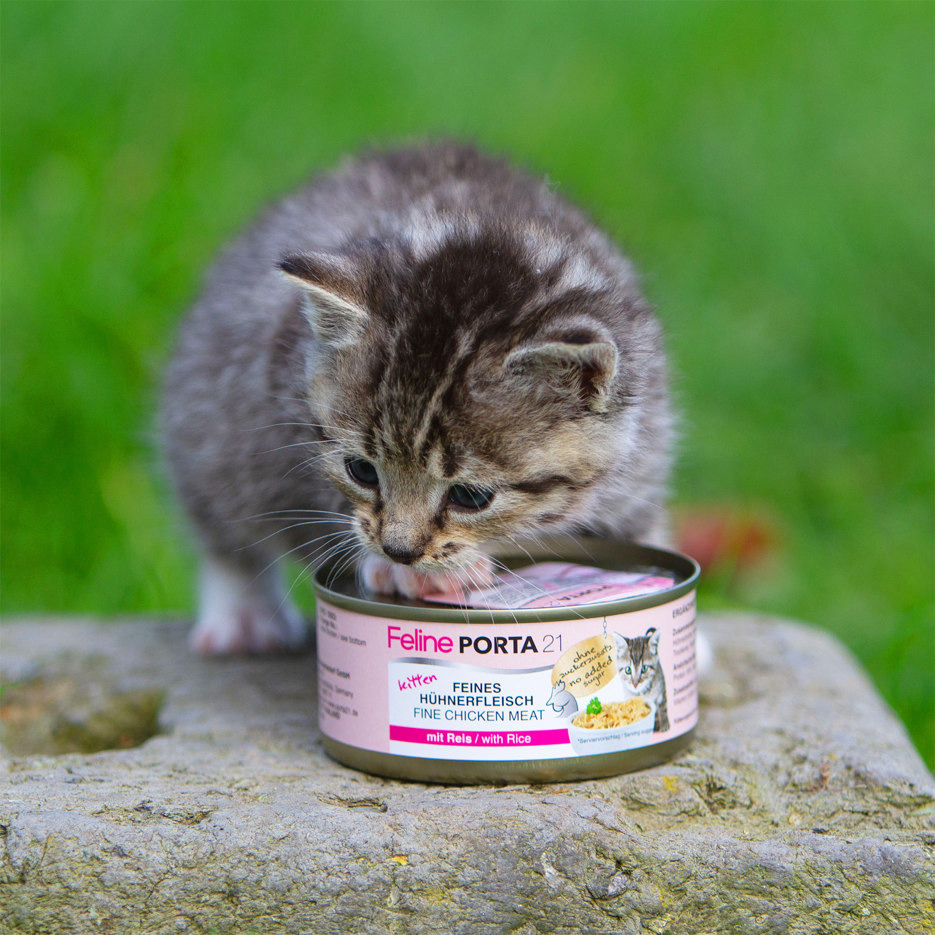 Kitten_156g_47390_02PuuPnEgMp2cx0