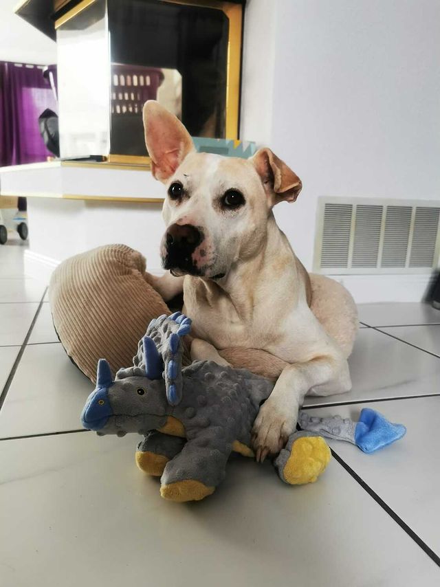 Hund-mit-Dino-Frills-L Hund spielt mit goDog Dino Frills grey