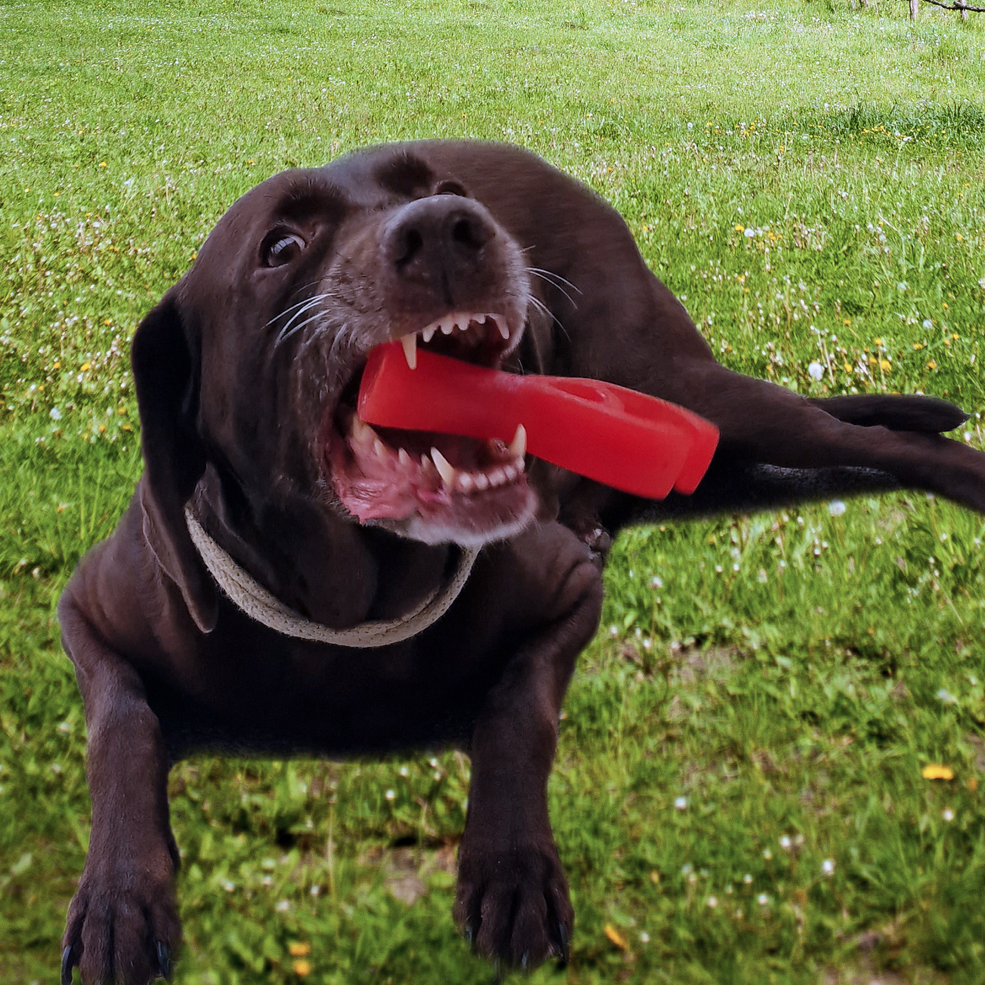 59973_dura_tug_steakonastick_3