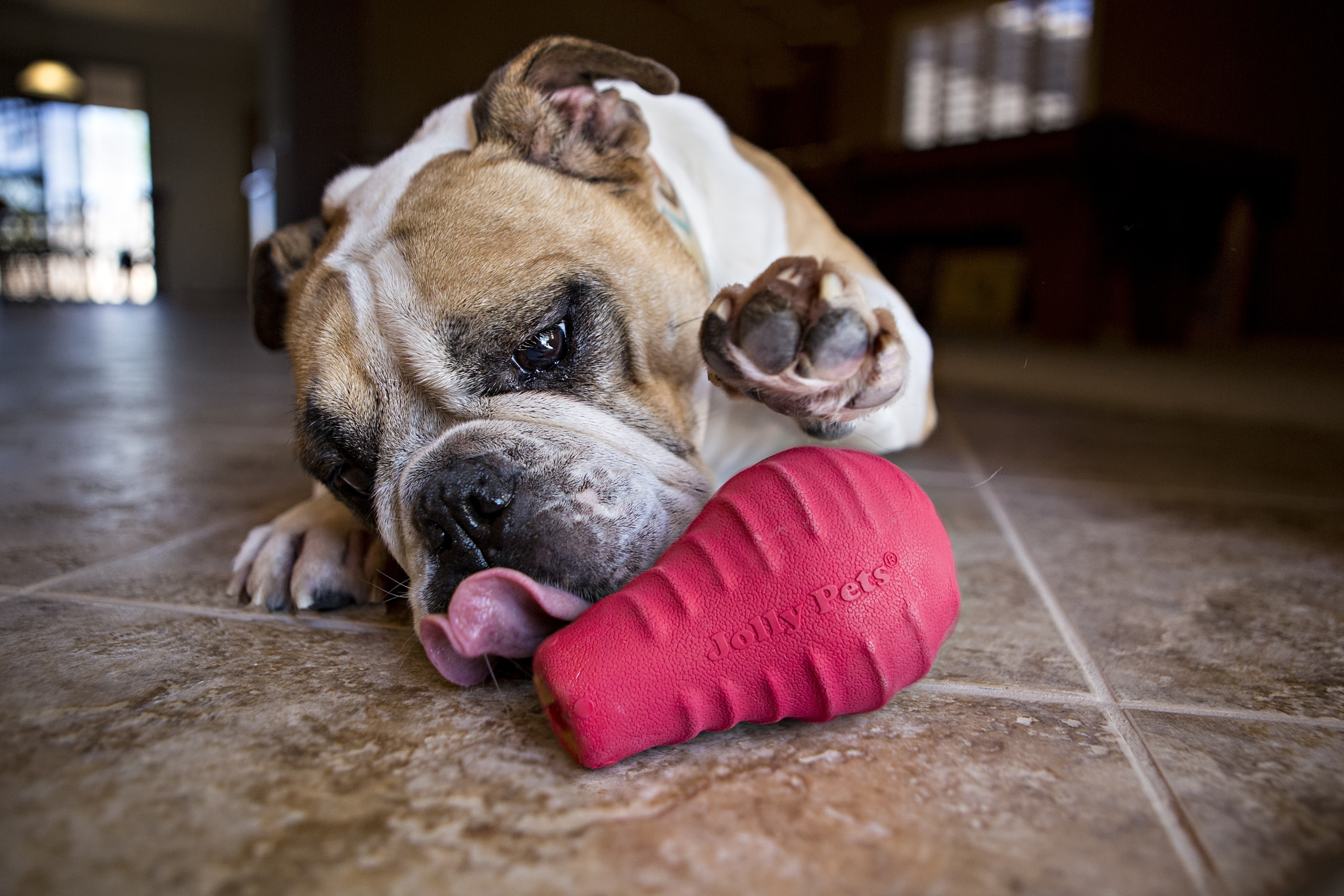 Bulldogge spielt mit Tuff Toppler Hundespielzeug von Jolly Pets