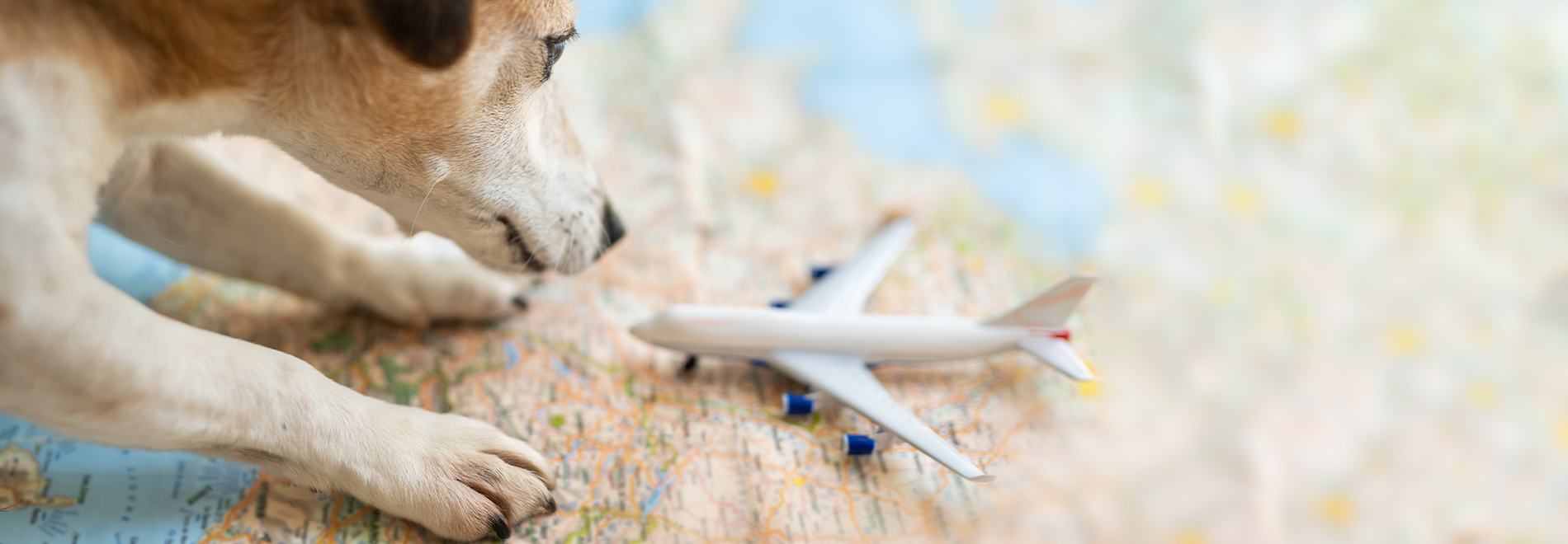 Transporttaschen Hund mit Modellflugzeug auf Landkarte