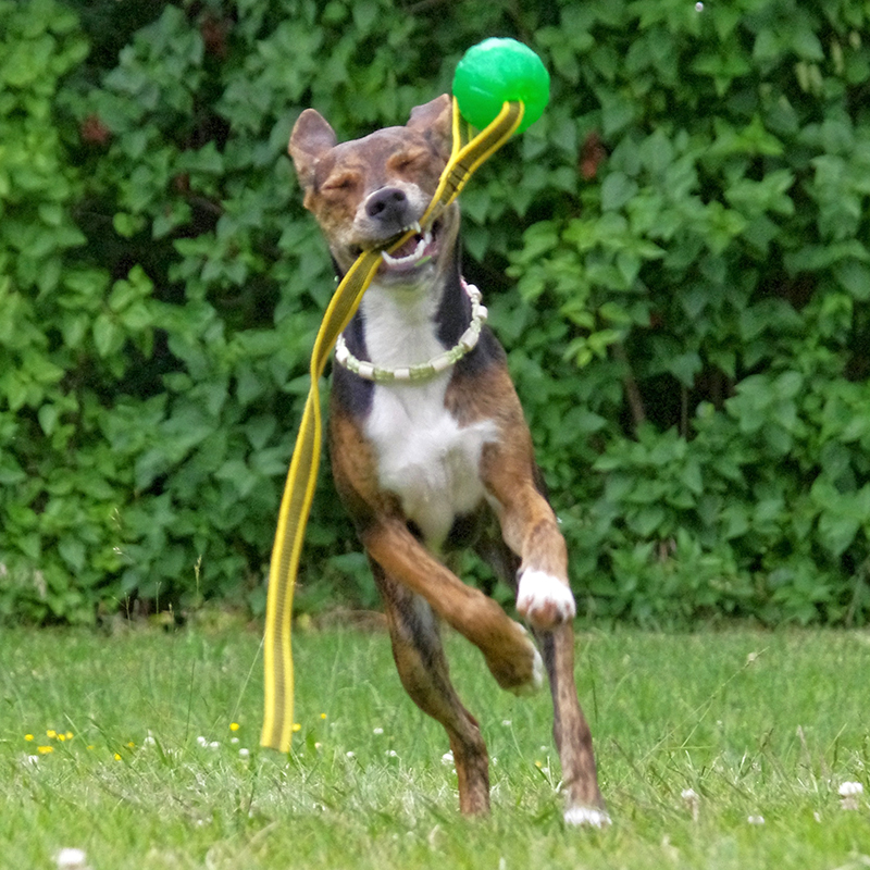 GripCord-Chew-Ball_Swenja-Engelmann_800x800px_2