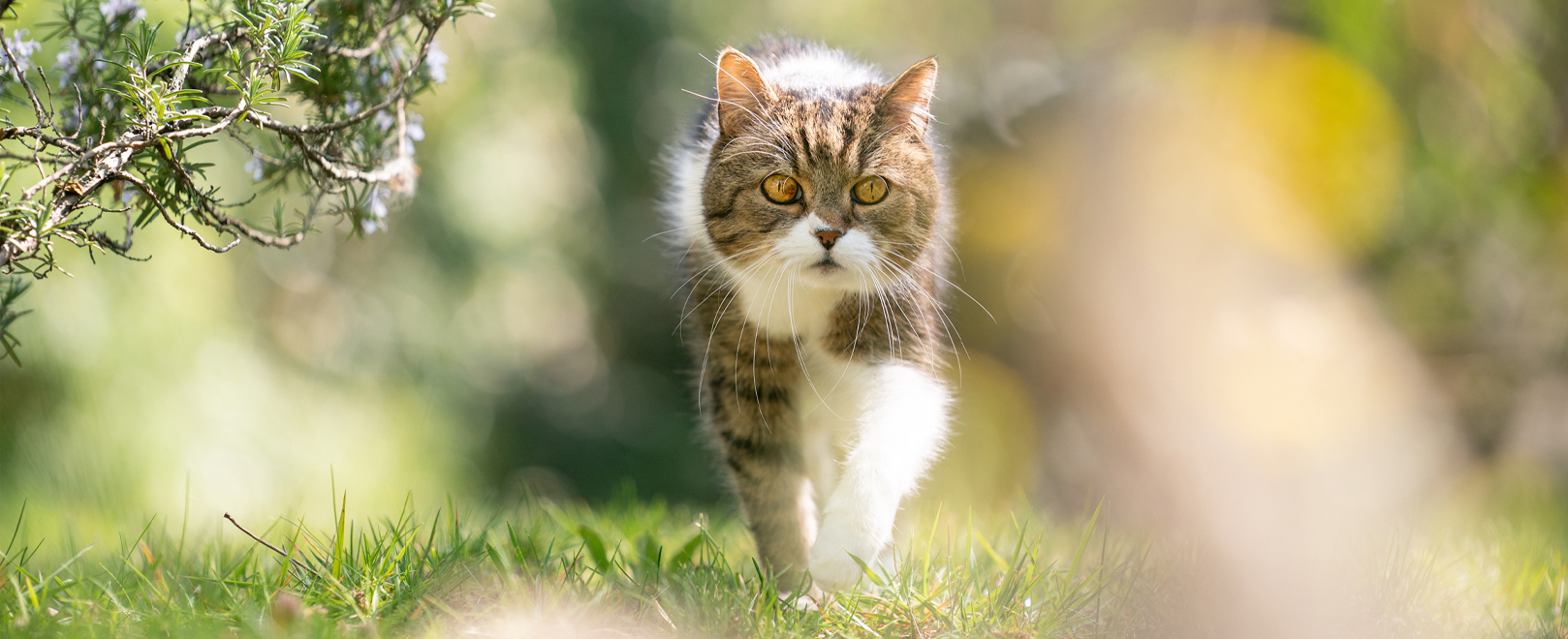 Cats-in-summer-what-does-cats-do-when-its-hot