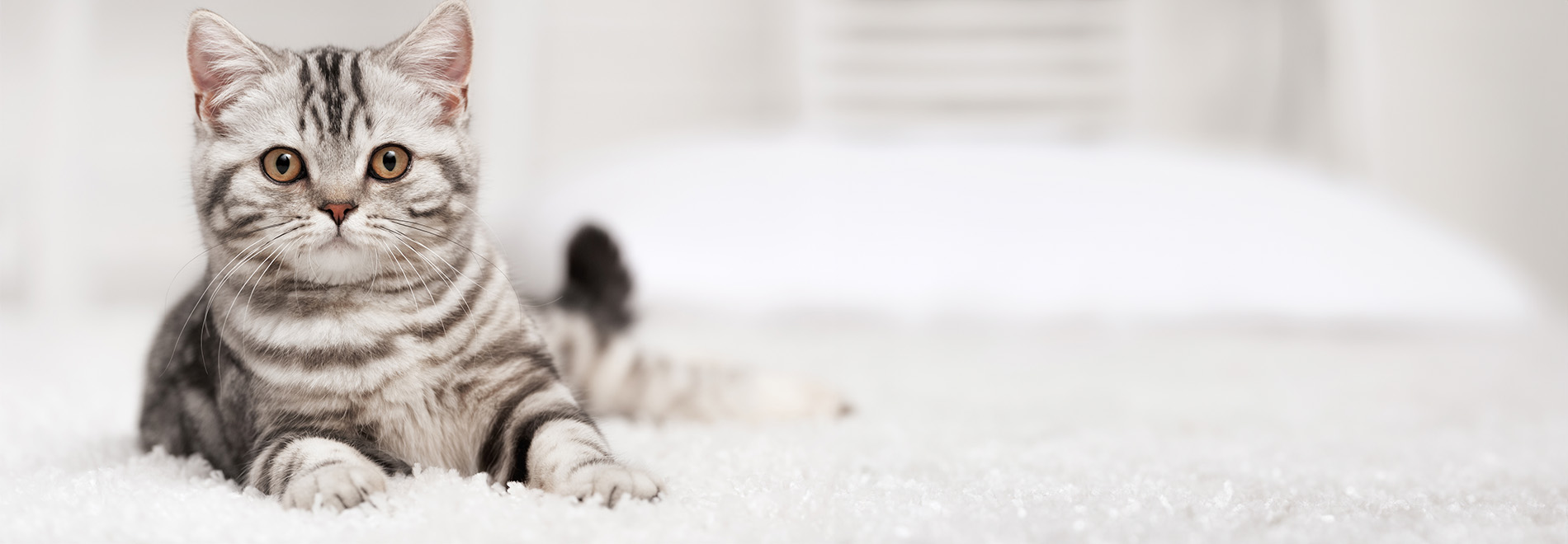 Zubehör Katze liegt aus einem Teppich
