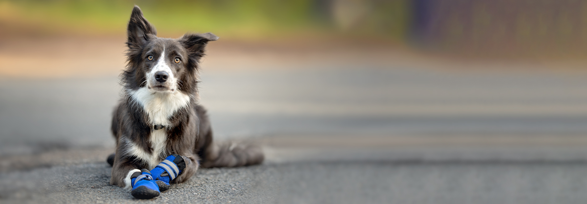 Hund mit Hundeschuhen Liegender Hund mit Hundeschuhen an den Pfoten