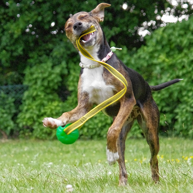 GripCord-Chew-Ball_Swenja-Engelmann_800x800px